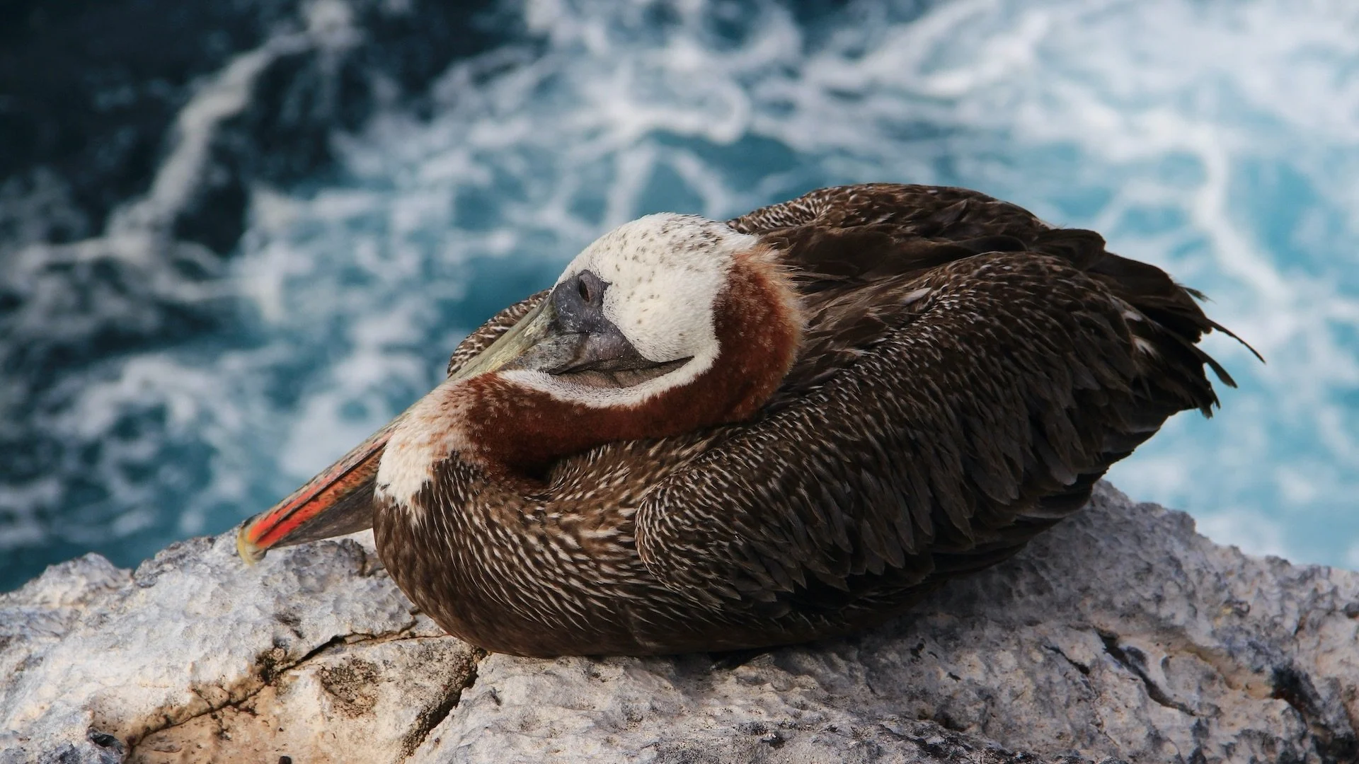 A brown and white pelican with an orange patch on its neck resting on a rocky surface by the water.