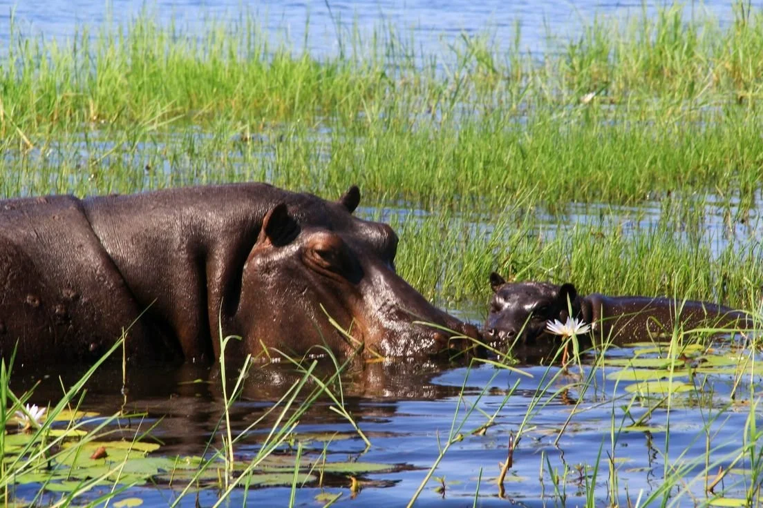 Two hippos partly submerged in water surrounded by green grass and blooming white water lilies.