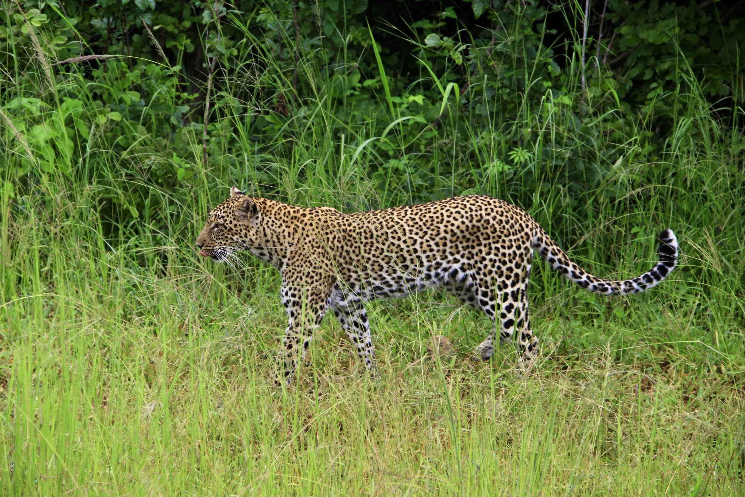 A jaguar walking through tall grass in a lush green jungle.