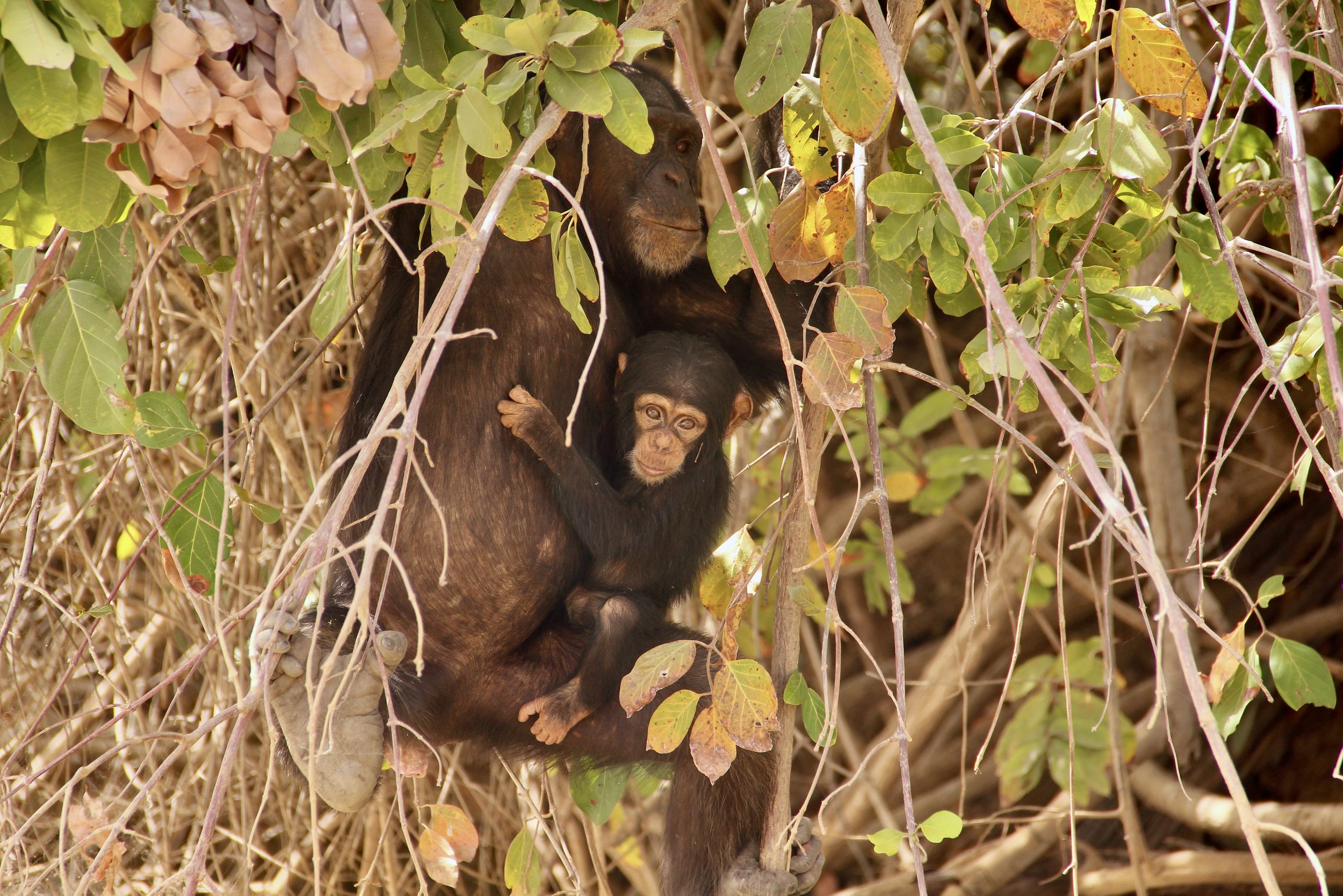 A mother gorilla with a baby clinging to her chest, both sitting among trees and green leaves.