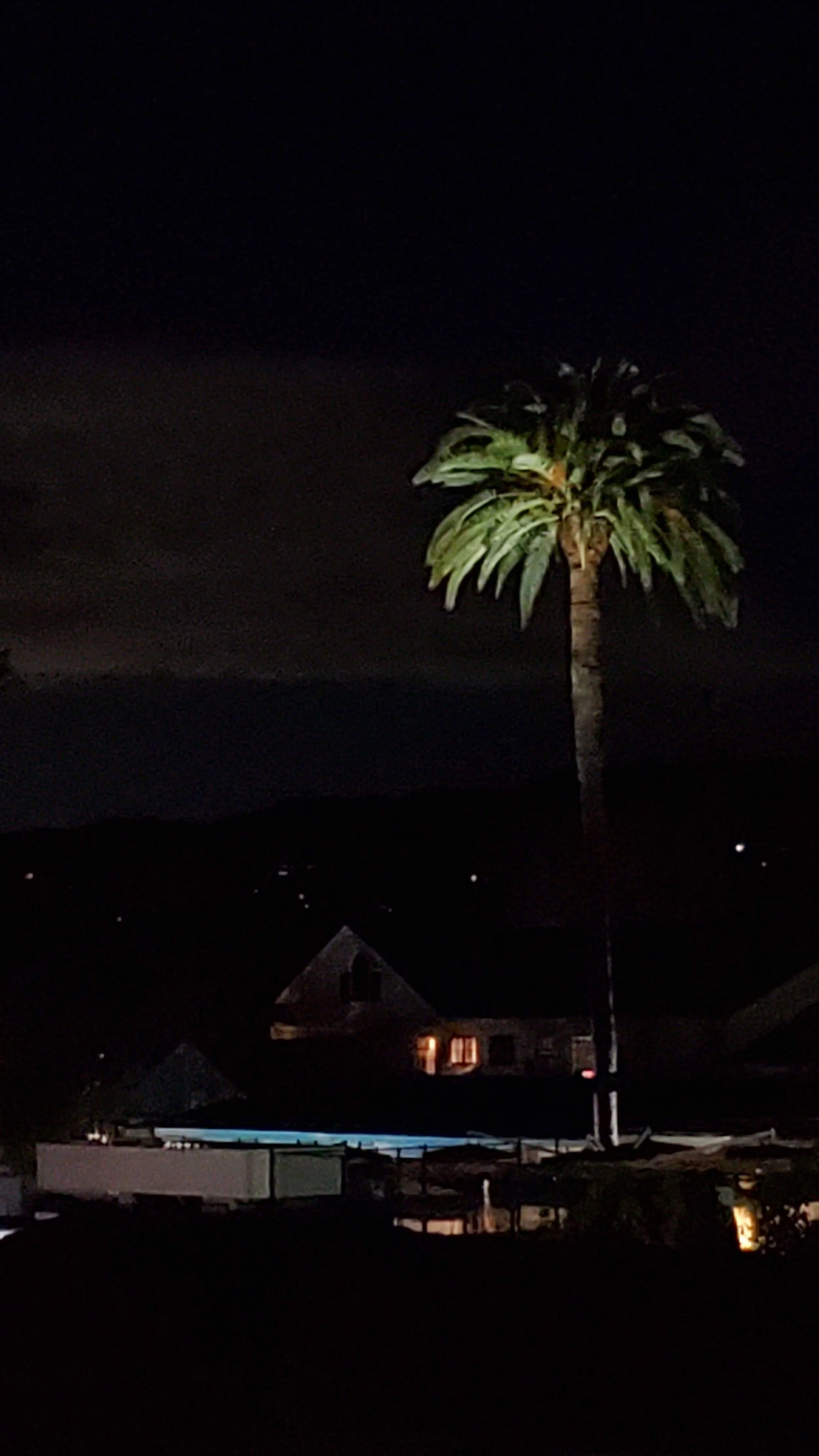 Night scene with a tall palm tree, dark sky, and illuminated houses in the background.
