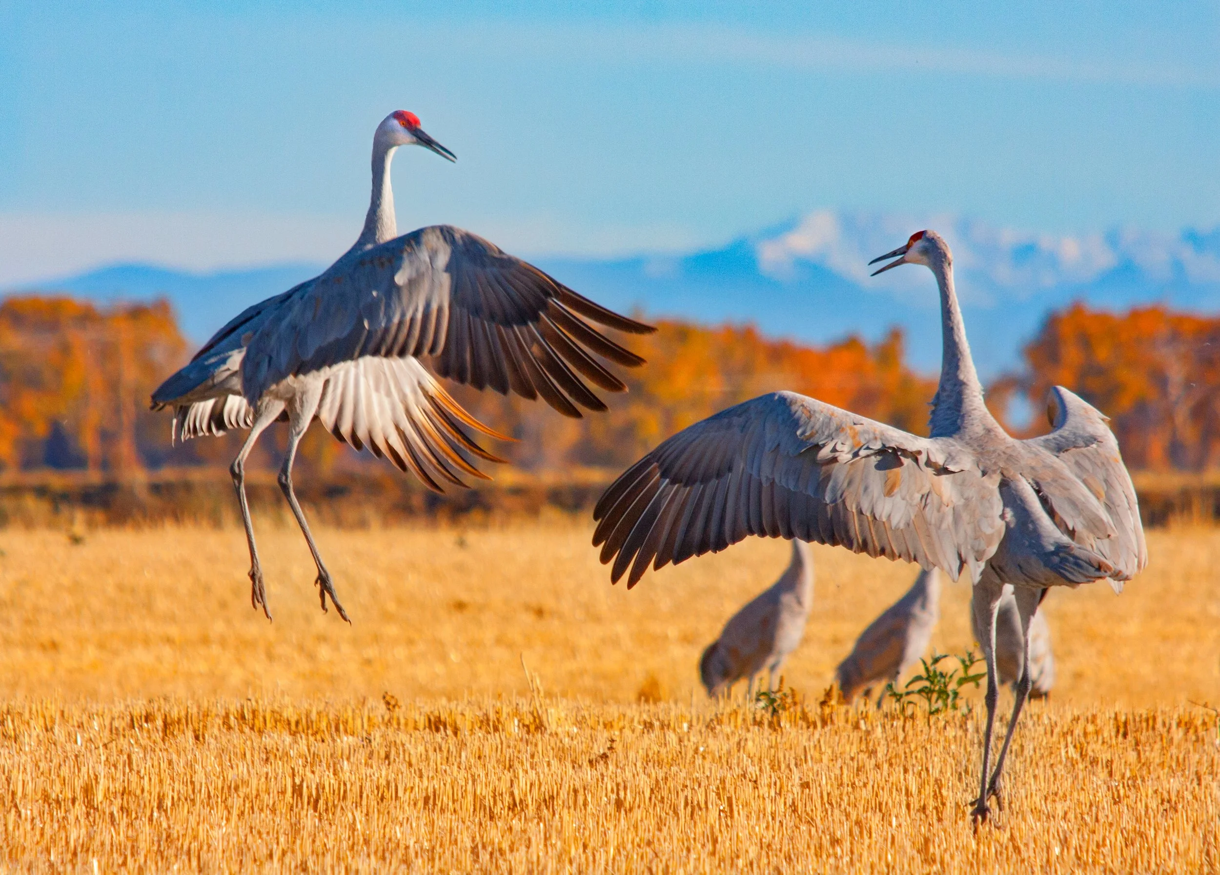Monte Vista Crane Festival
