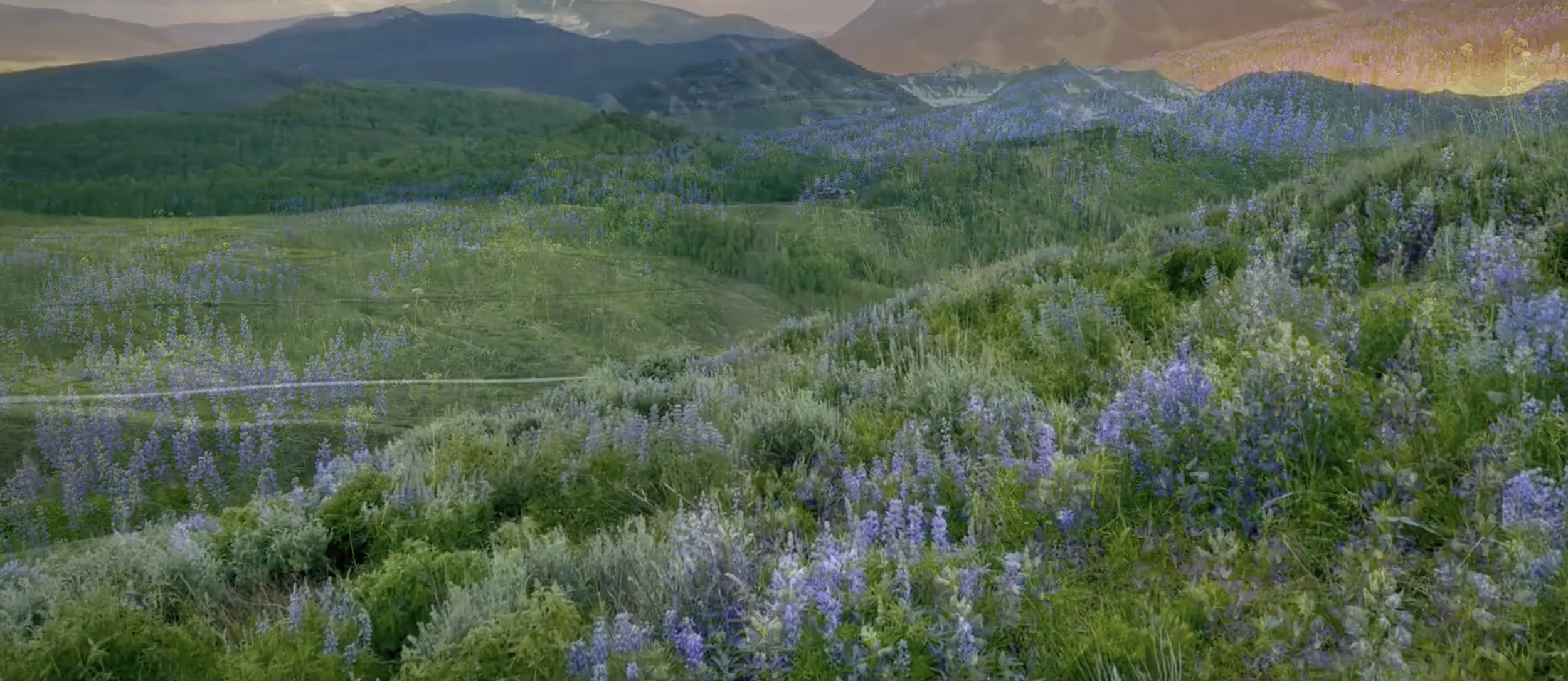 Crested Butte Wildflower Festival
