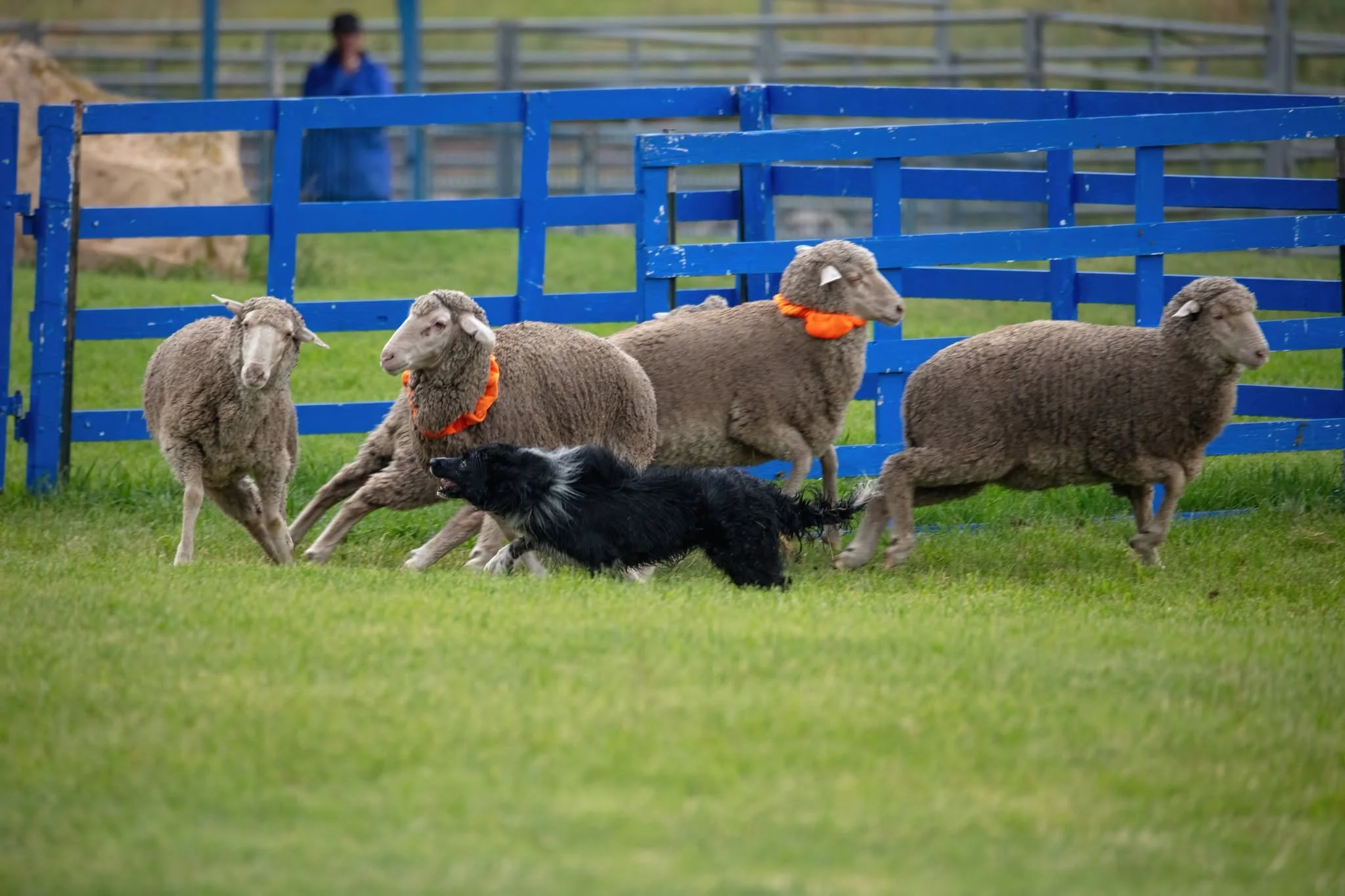 Meeker Sheepdog Trials