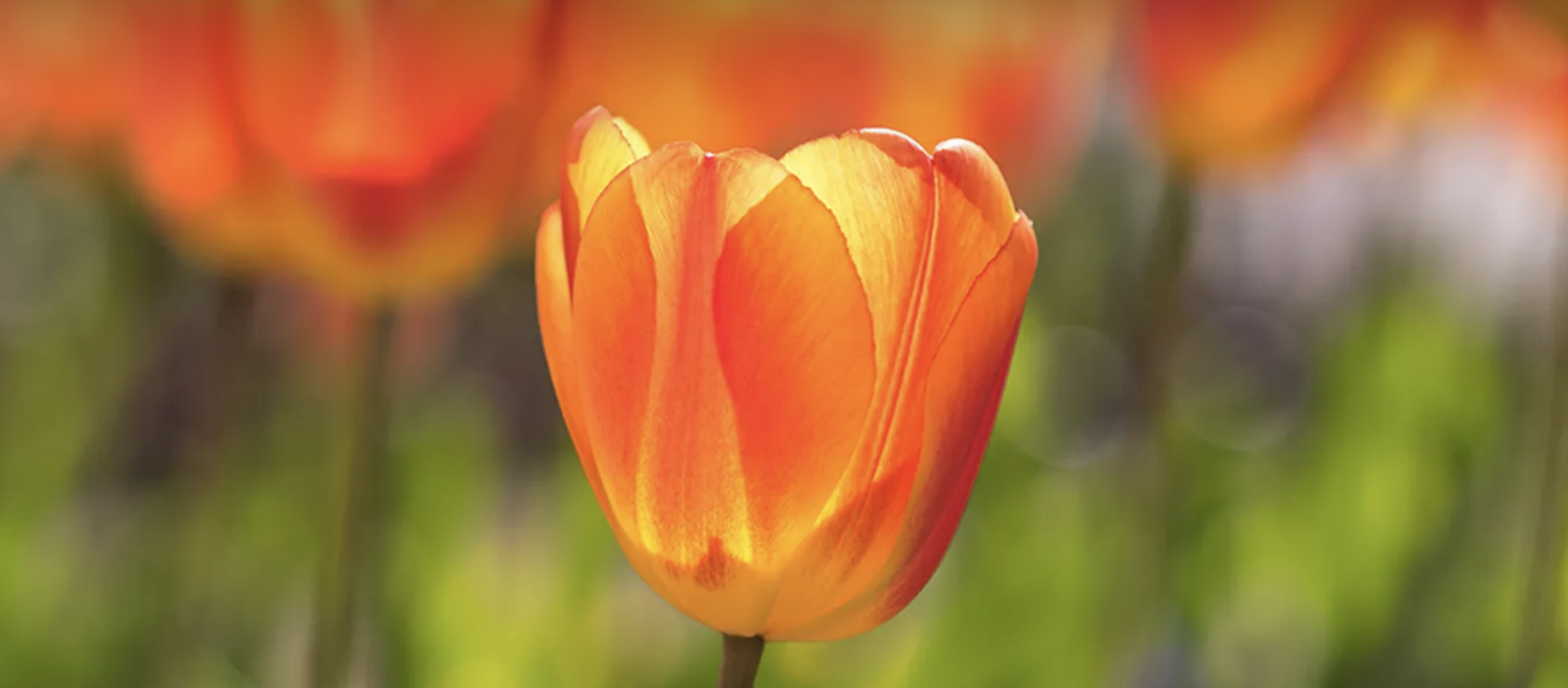 Boulder Tulip Fairy and Elf Festival
