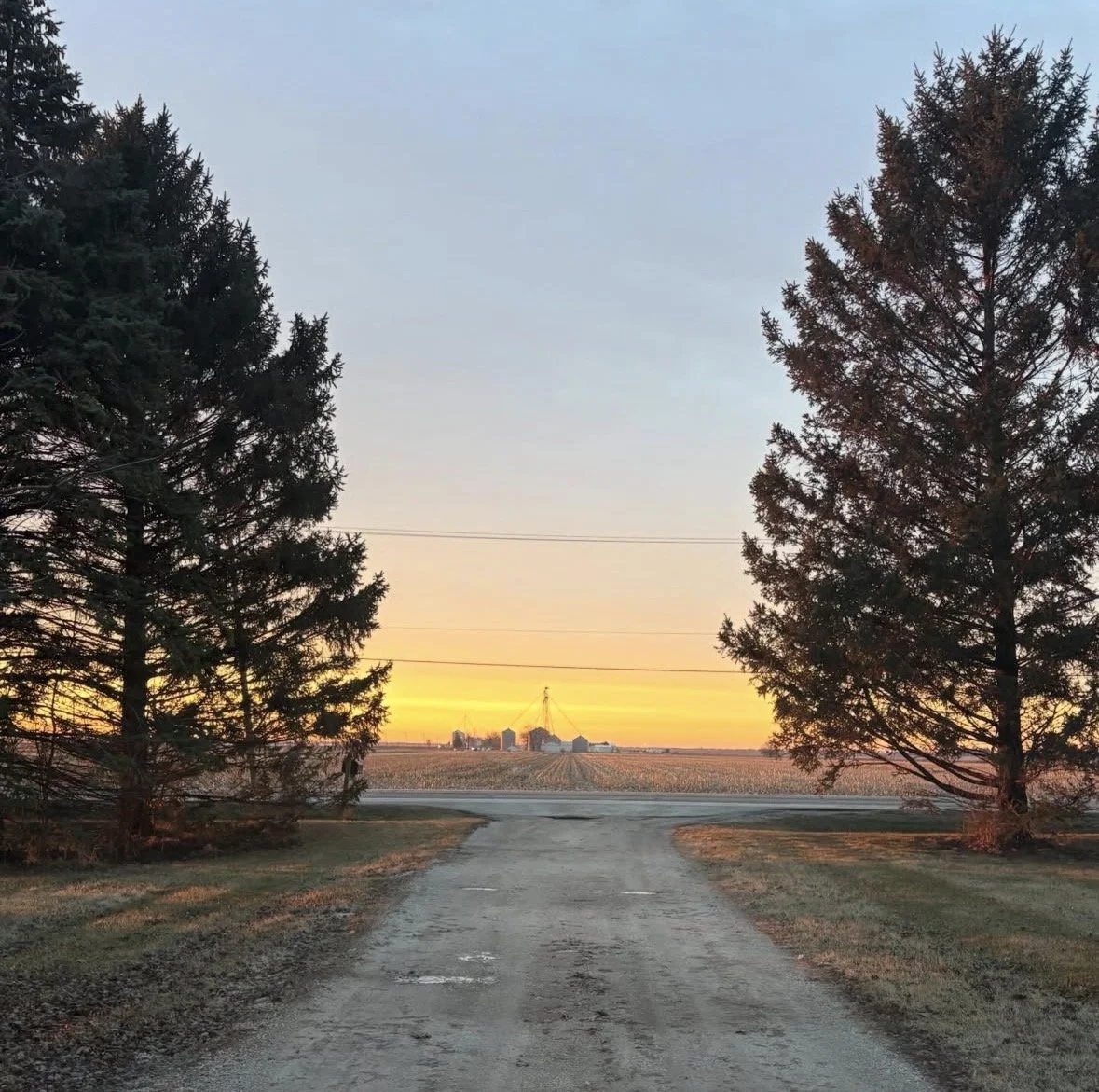 Rural dirt road with tall evergreen trees on either side leading towards a farm with silos and a grain elevator at sunset.