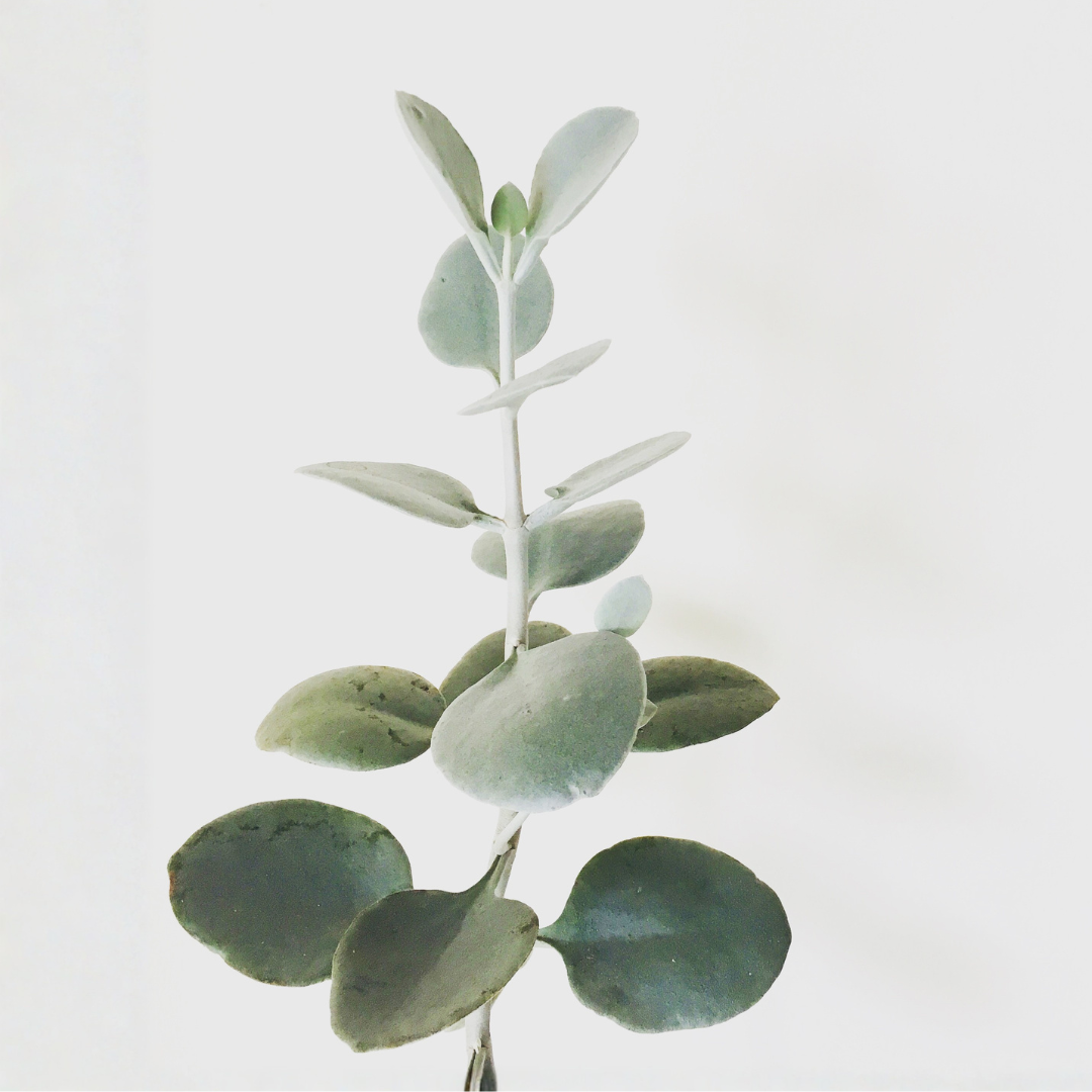 Medspa Services in Tucson, AZ, 85719