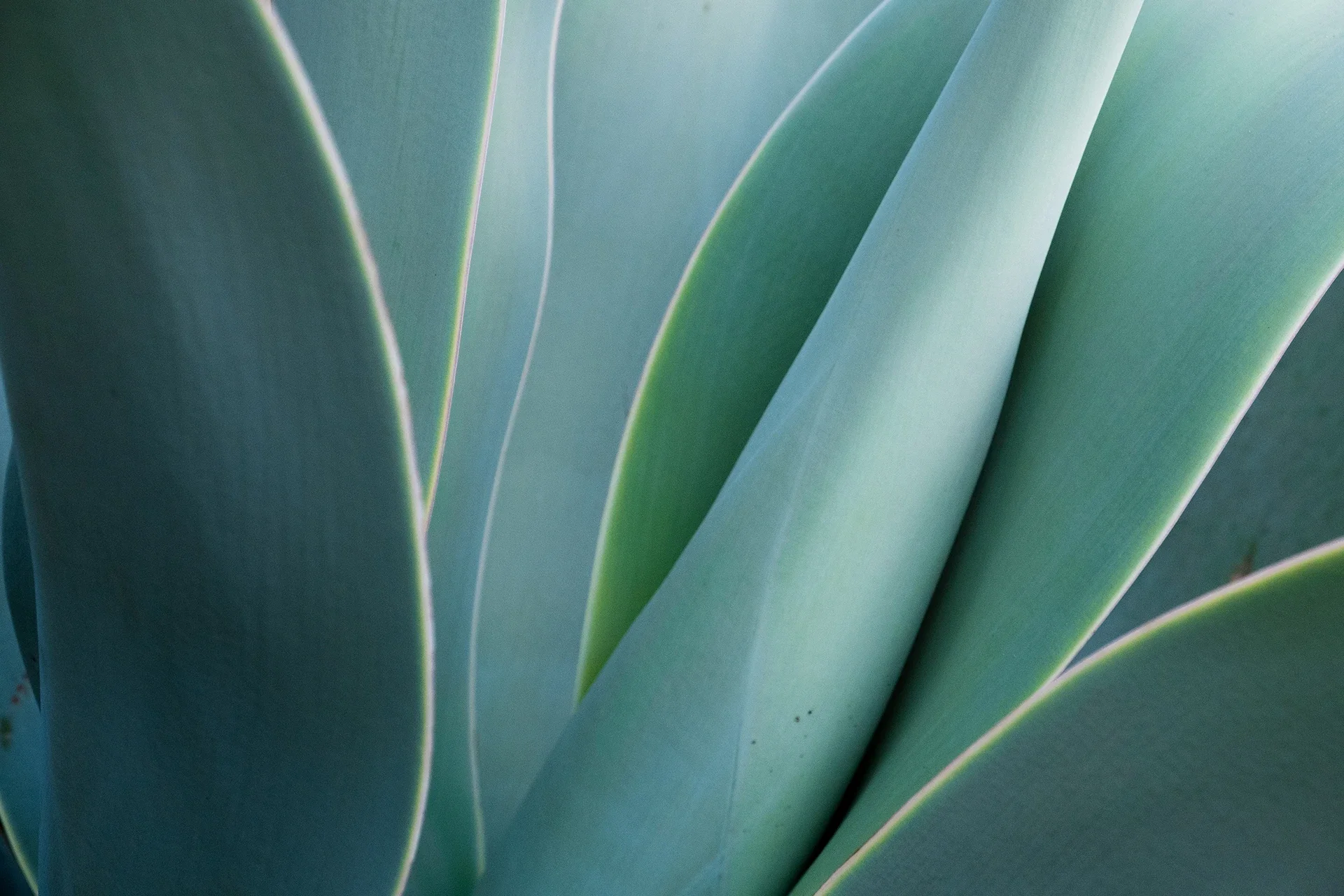 Close-up of green plant leaves with smooth surface and veined edges.