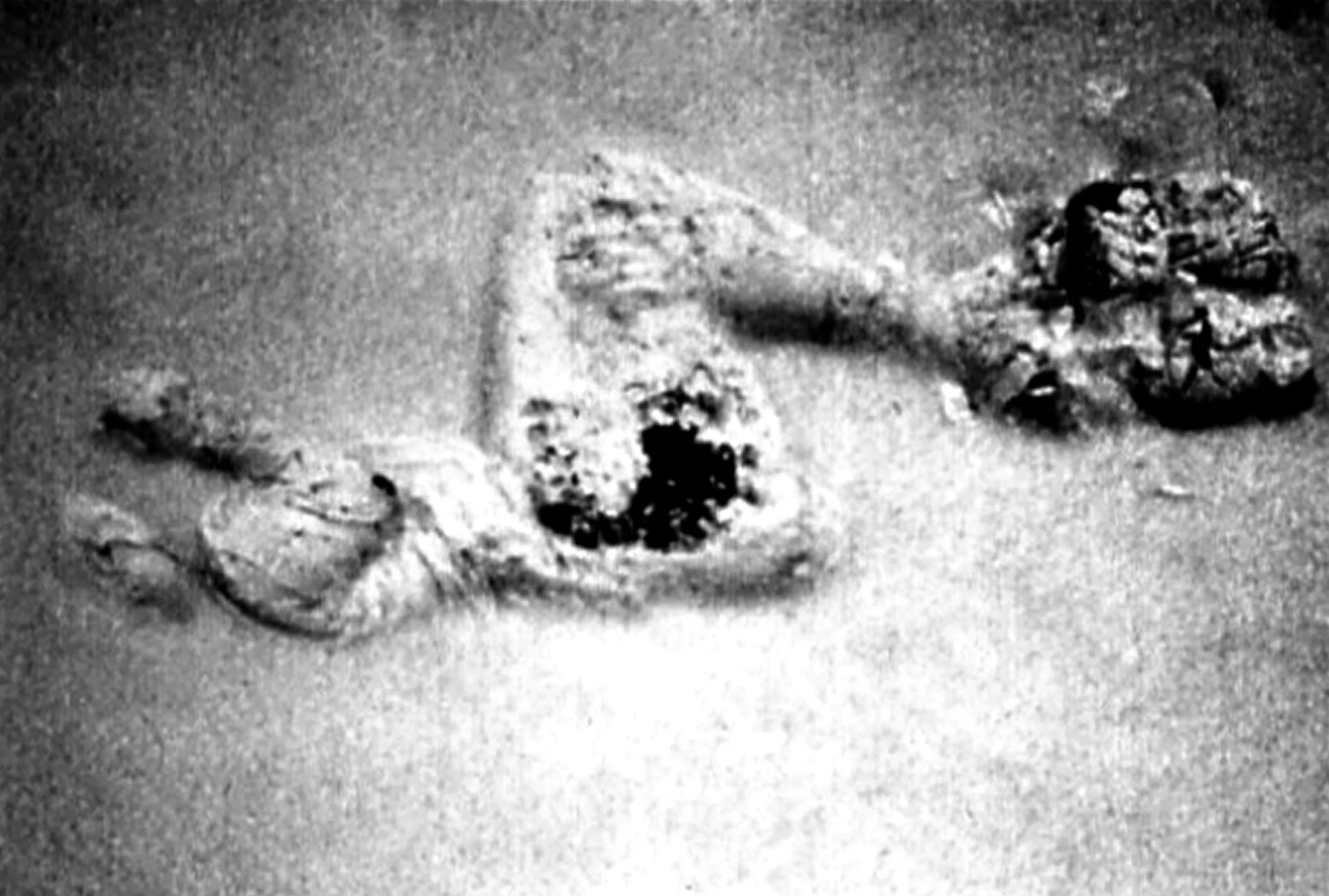 Snowprint, trace in the snow, 2005