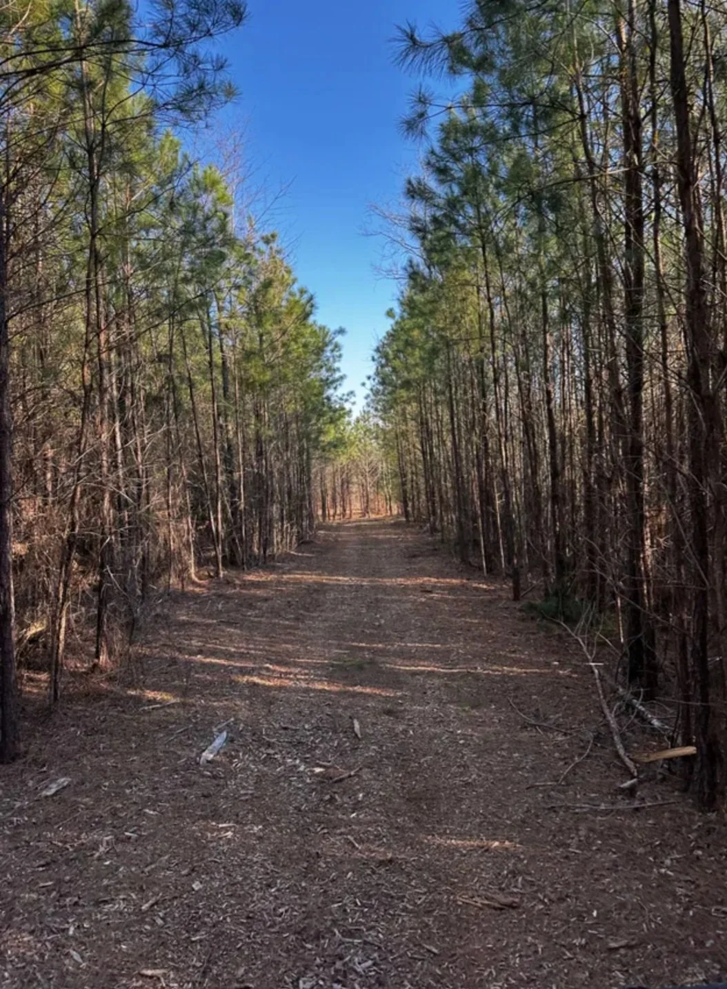 A dirt trail surrounded by tall trees with green and brown foliage, leading into the distance under a clear blue sky. 78 acres full of hiking trails.