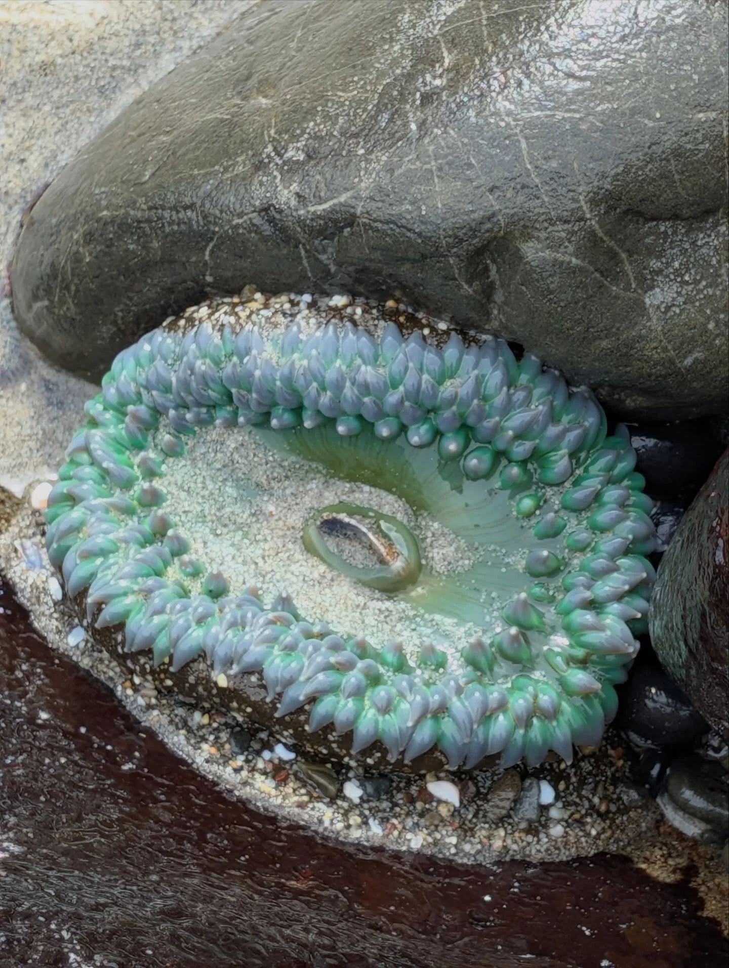 Pfieffer Beach in Big Sur. The purple sand is from garnet manganese in the granite. The colors were incredible, such an inspiring trip&hellip;and worth being stuck in slow moving traffic on Bixby Bridge staring at the cracked concrete pillars.