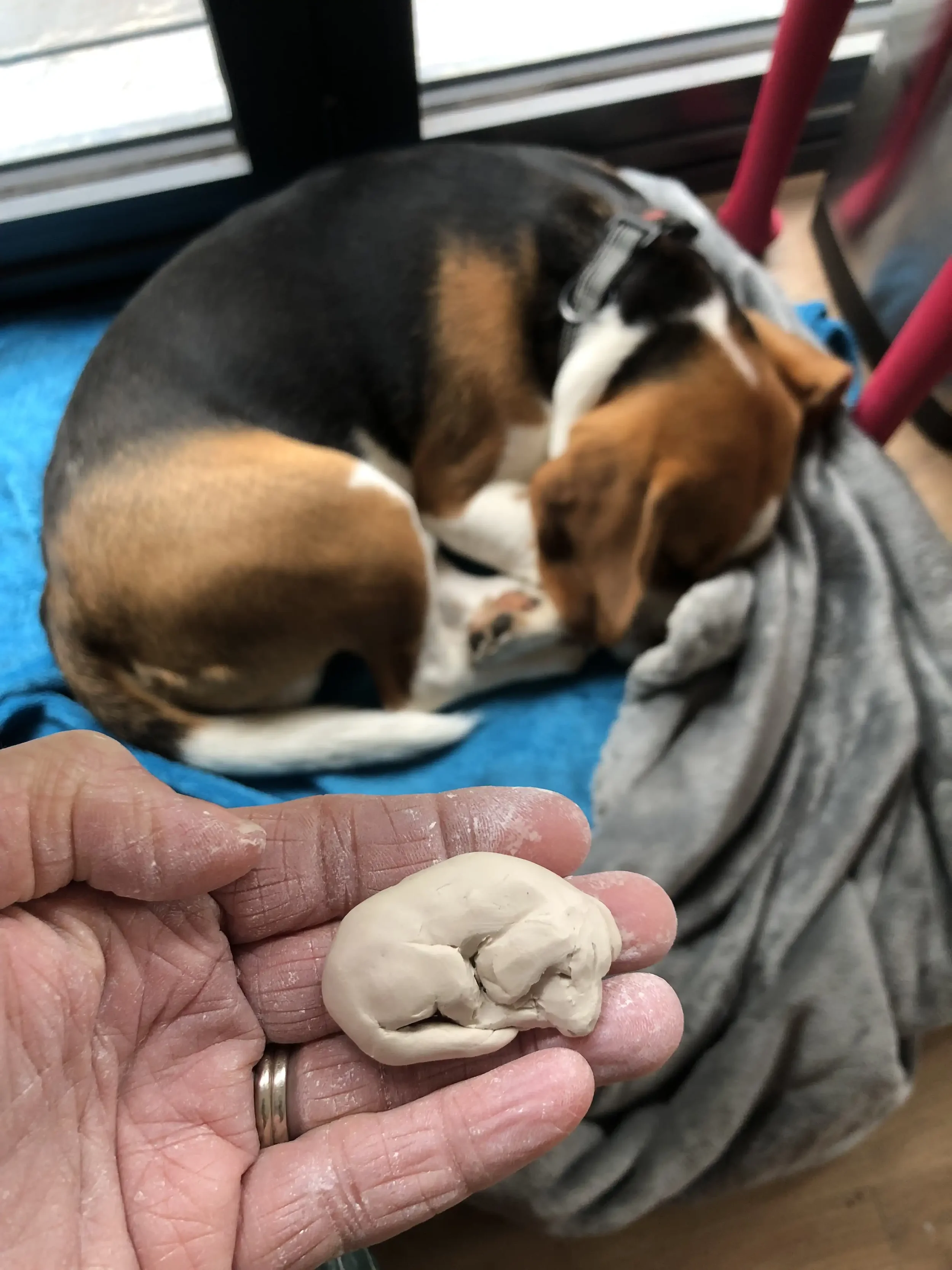 A person holding a small piece of porcelain shaped like a sleeping beagle, with a sleeping beagle dog curled up on a blue blanket near a window and pink chair legs nearby.