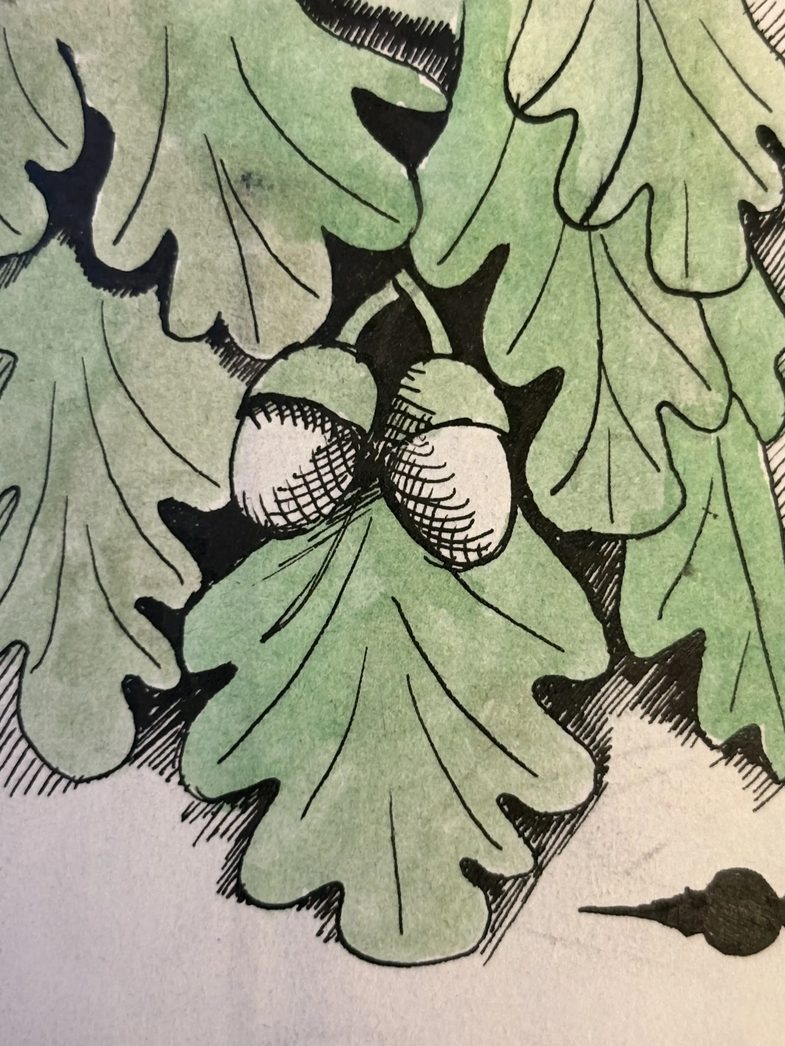 A detailed illustration of green oak leaves and acorns in black ink and watercolor.