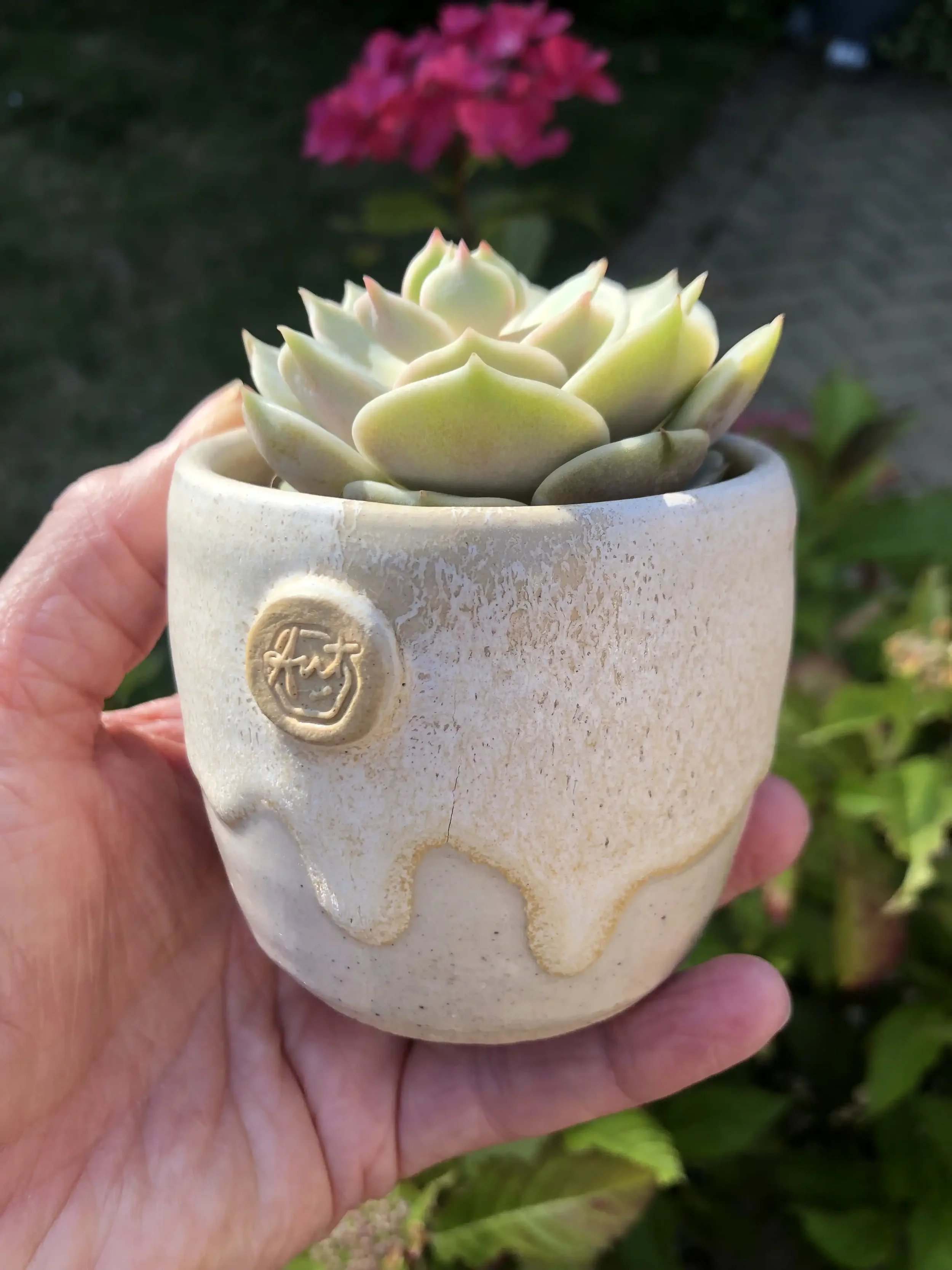 Hand holding a small ceramic pot with a green succulent plant outdoors.