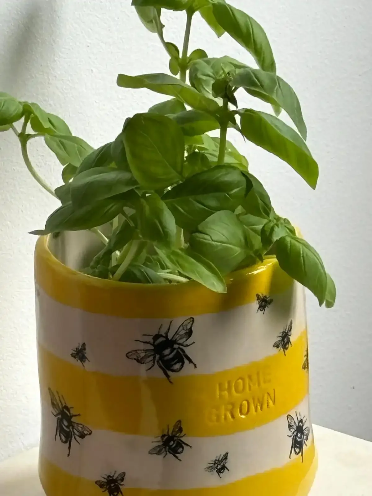 A potted basil plant in a yellow and white striped pot decorated with bees and the words "HOME GROWN."