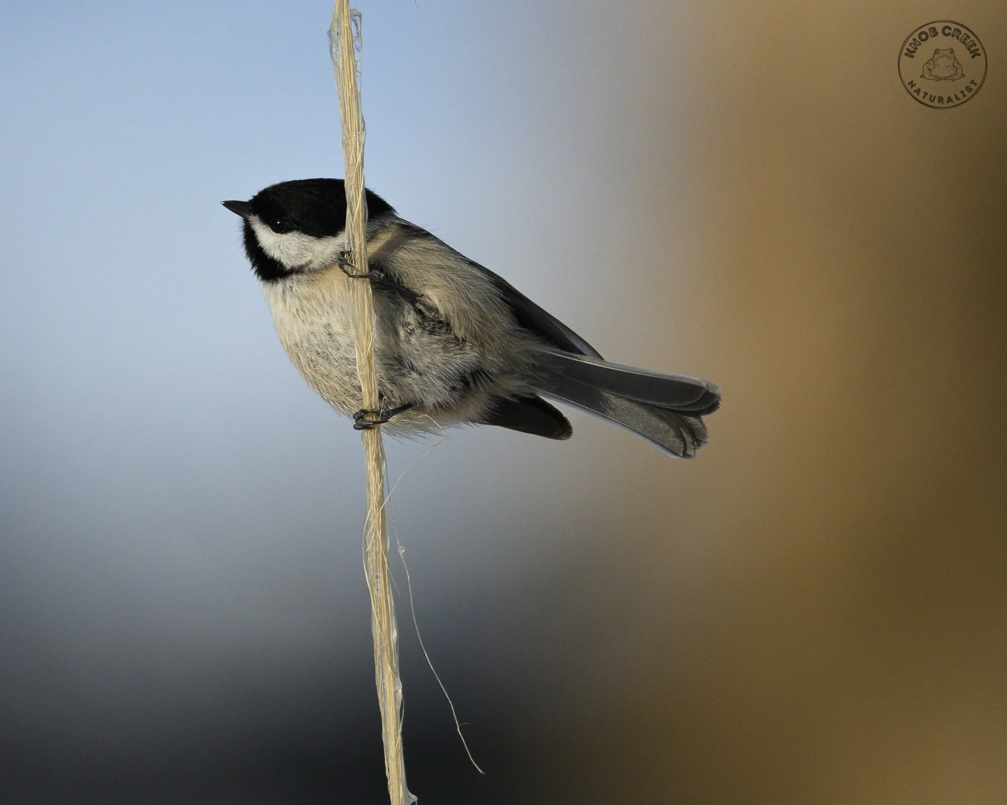 chickadee in blue and gold