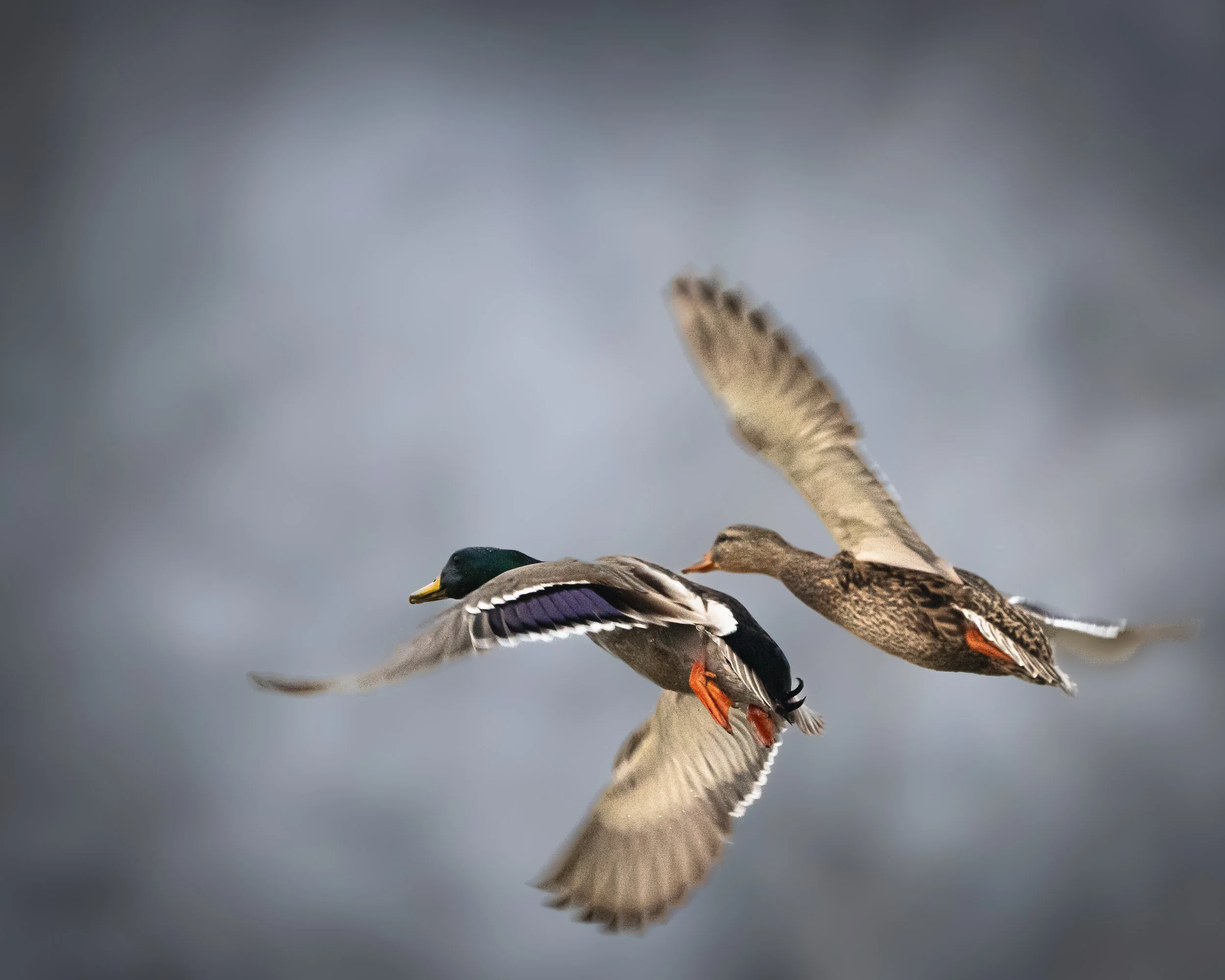 mallards in flight
