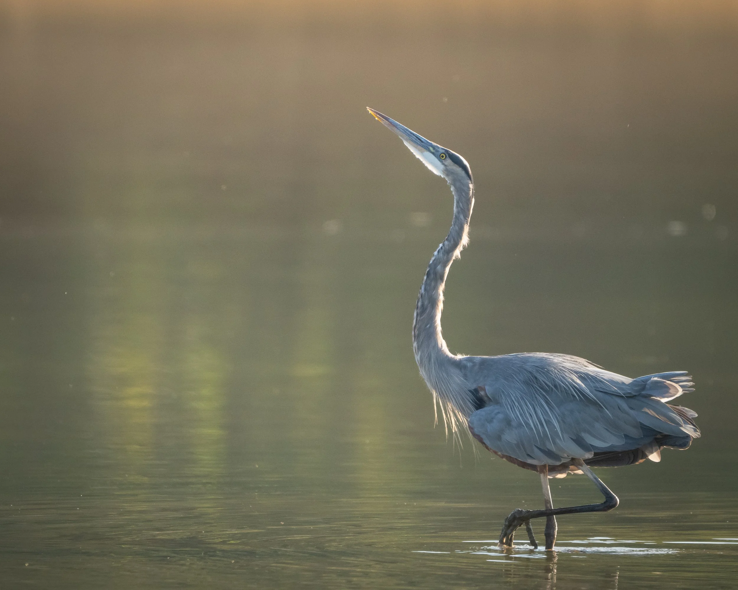 dancing heron