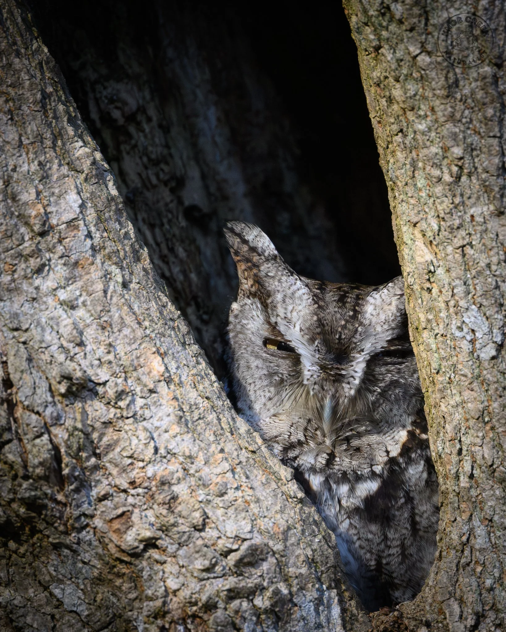 al the screech owl