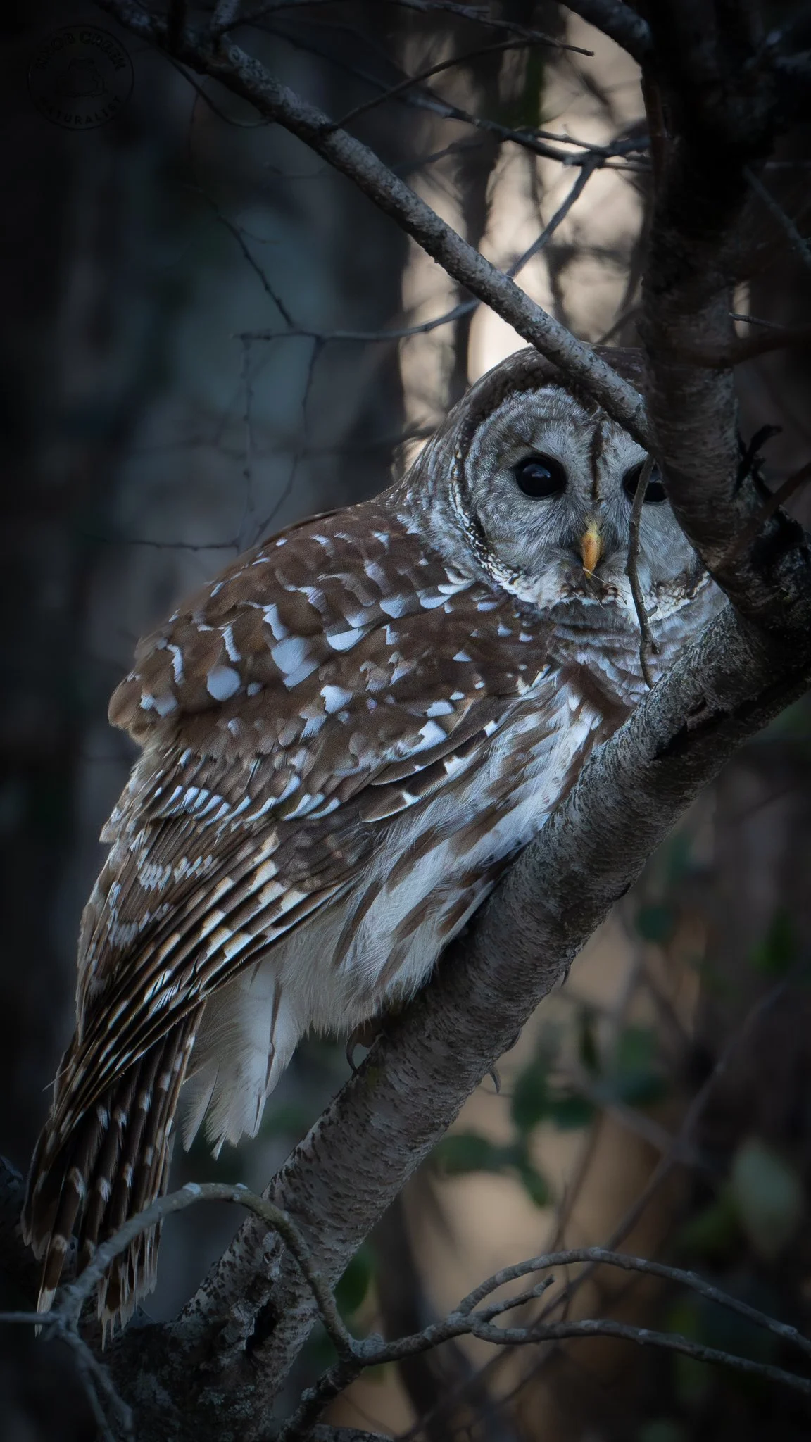A barred owl perched on a tree branch in a dark forested area, looking directly at the camera.