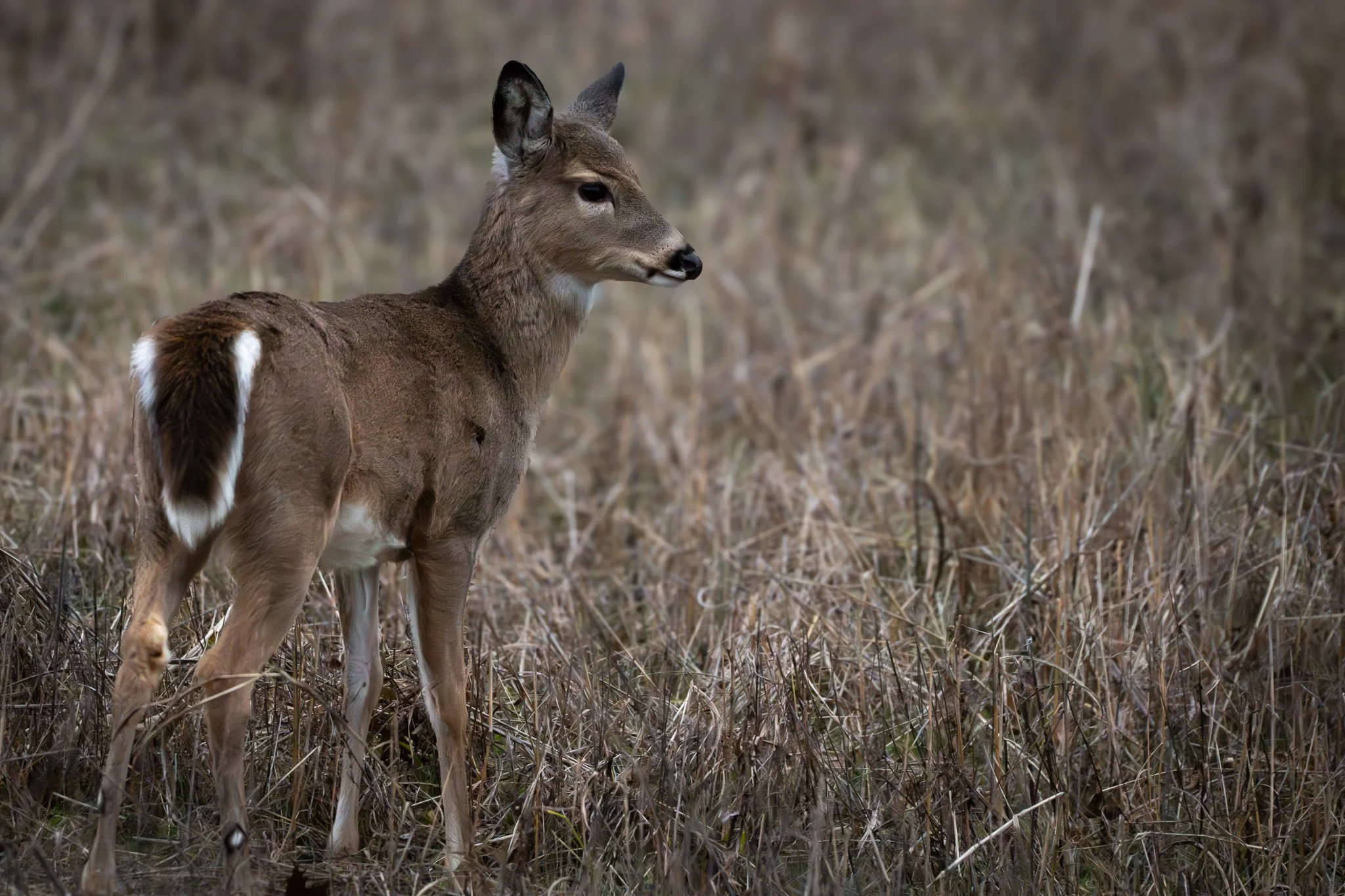 A young deer standing in dry grass in a natural setting.