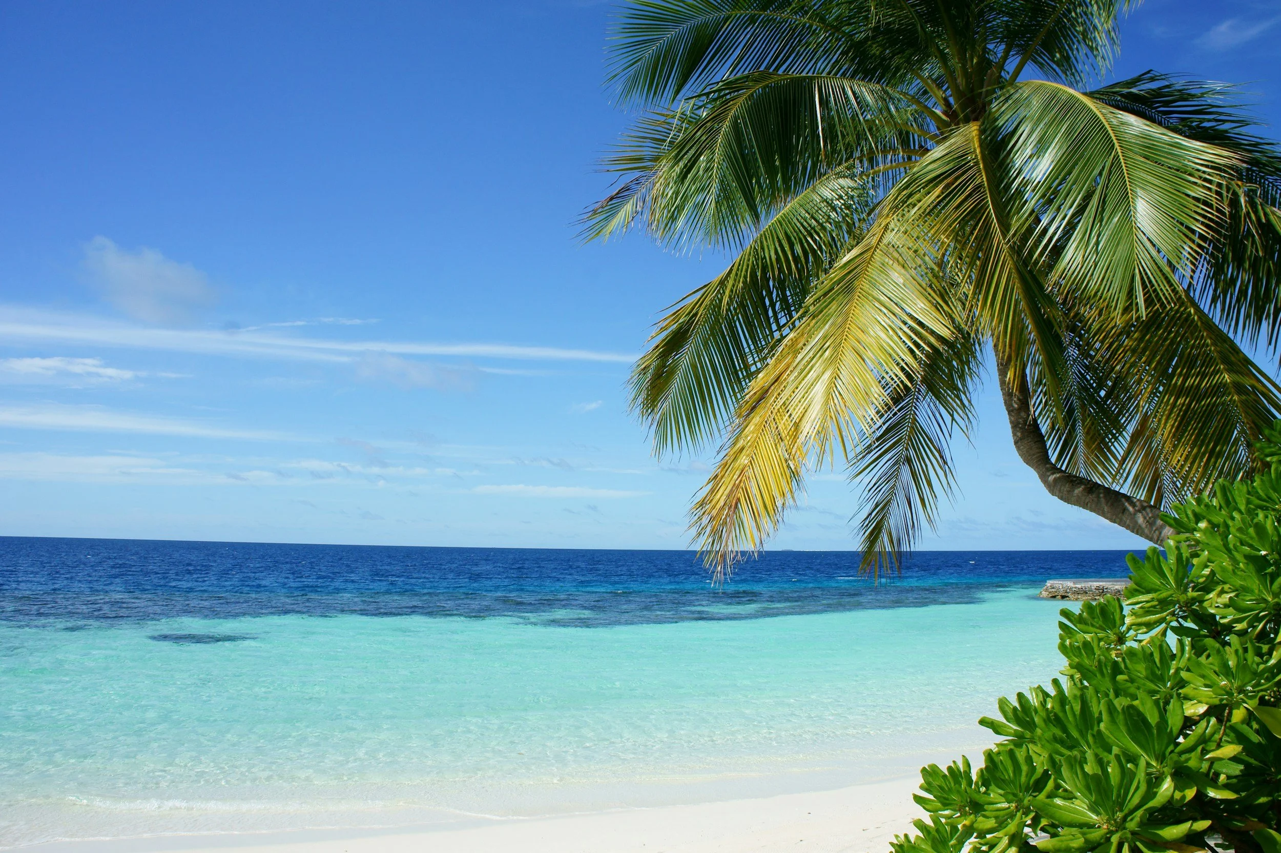Tropical beach with white sand, turquoise water, a large palm tree with green fronds, and bright blue sky with some clouds.