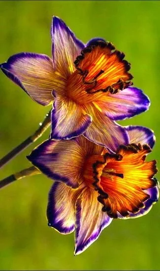 The Daffodil Experience