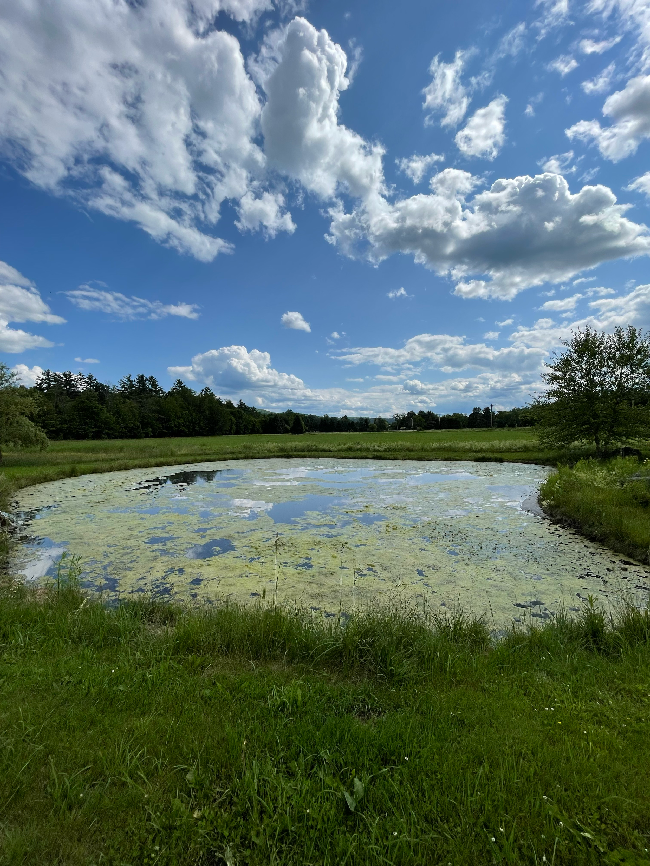Pond: Before Cleanup