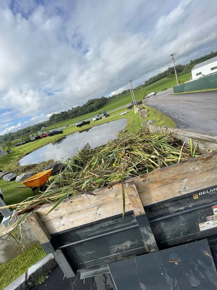 The weeds are loaded into a trailer for removal