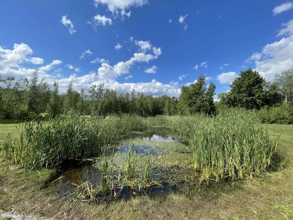 Before: the pond is covered in weeds