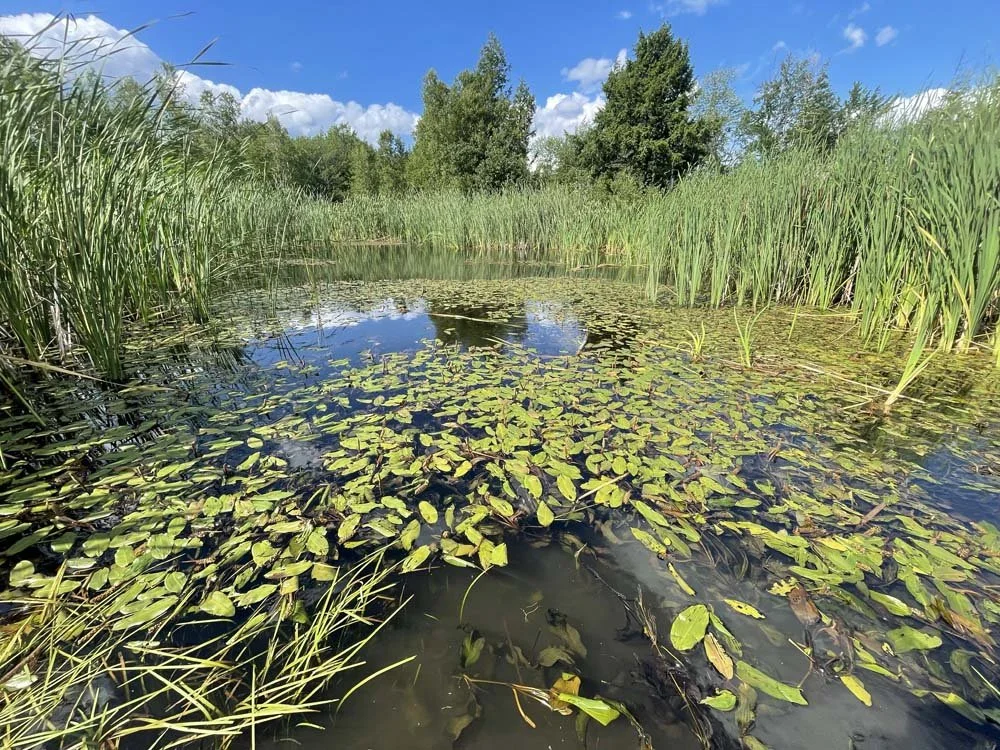 Eric starts weed and leaf removal