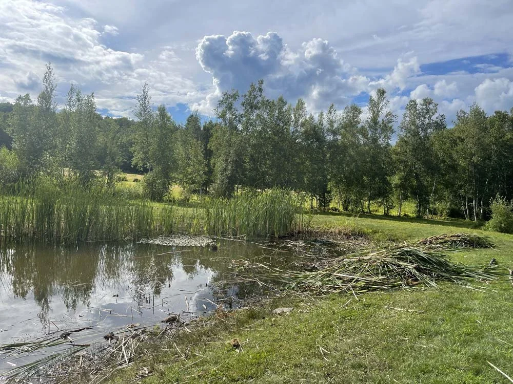 The weeds are collected for disposal