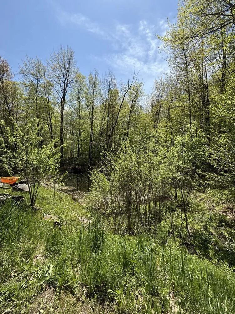 At the beginning, the pond is unusable and covered in shrubs and debris.