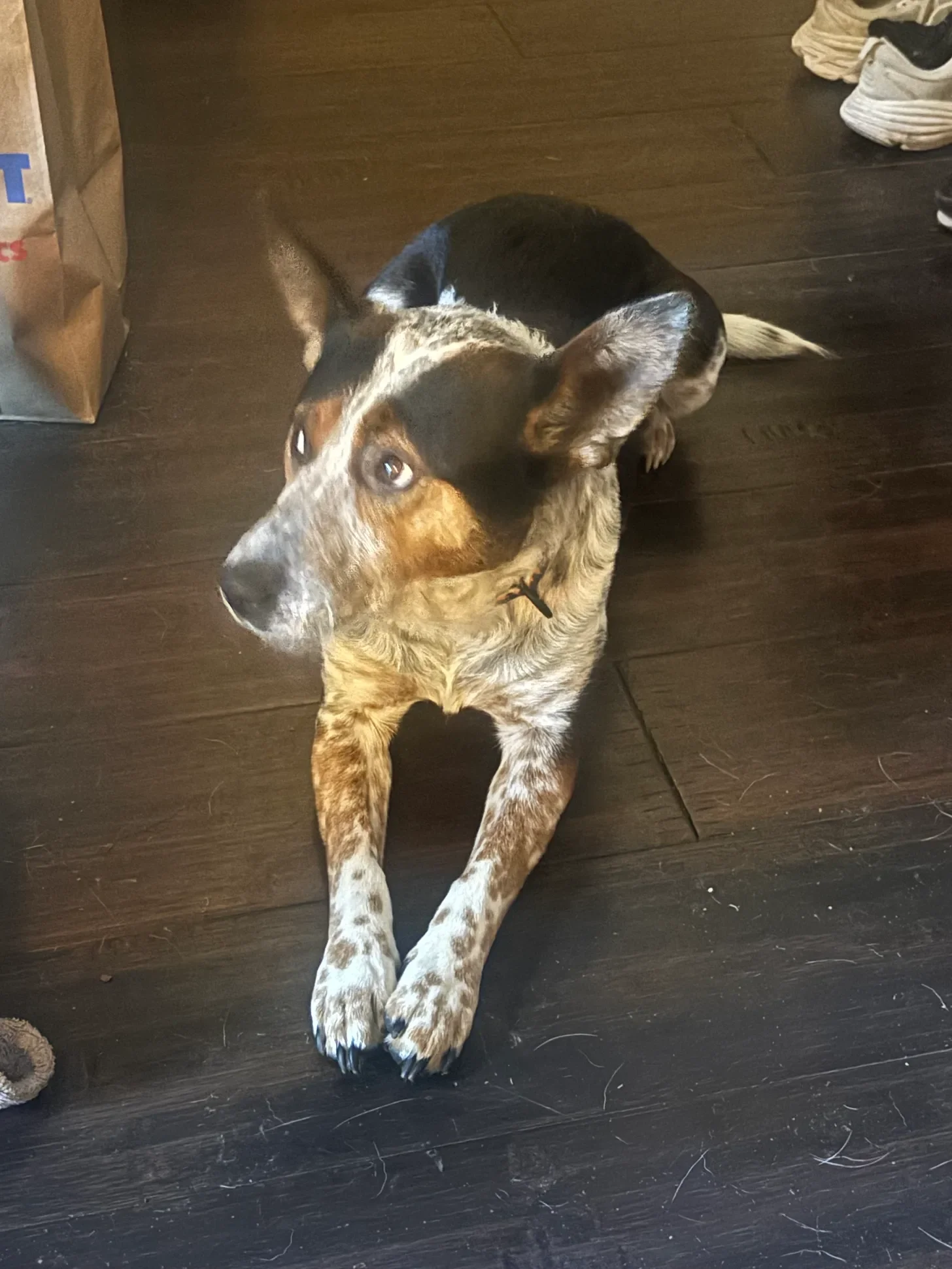 Animal Communication