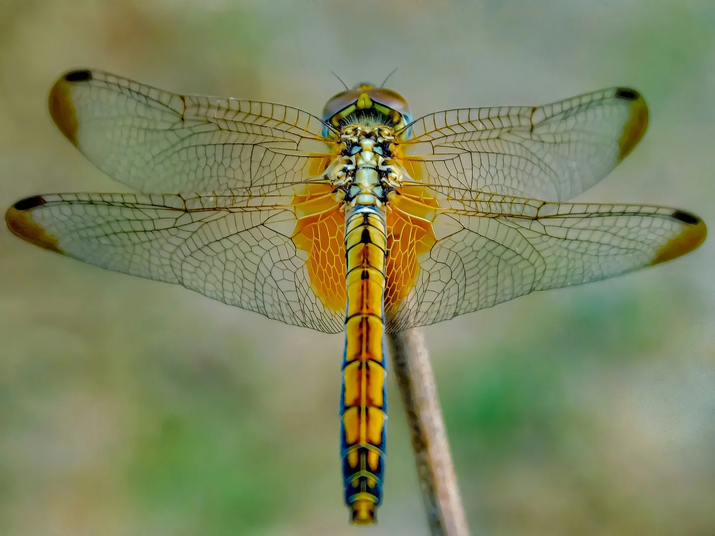 The Fire Chrysalis: Horoscopes April 13-19, 2026