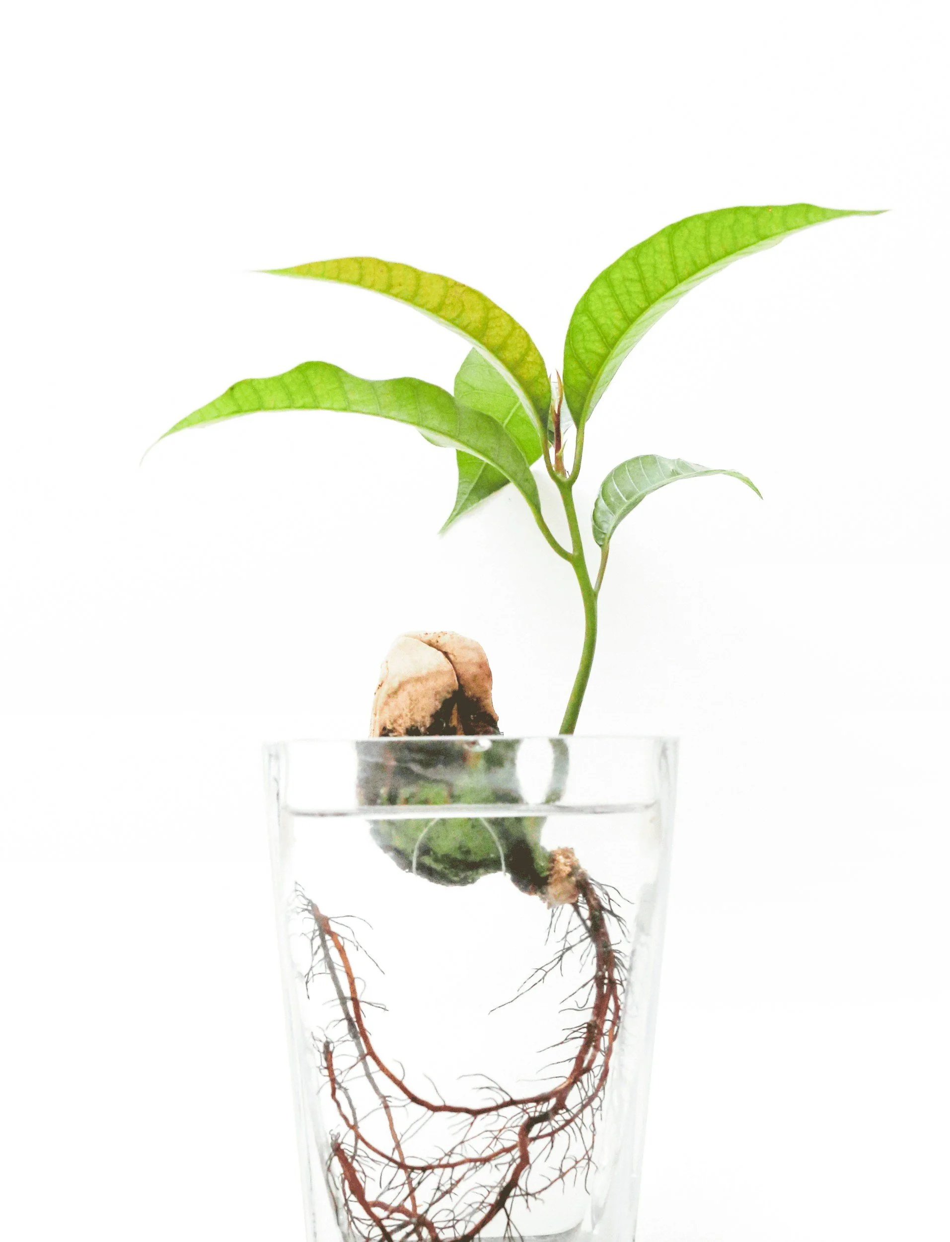 acorn sprouting roots and growing a branch in a glass of water