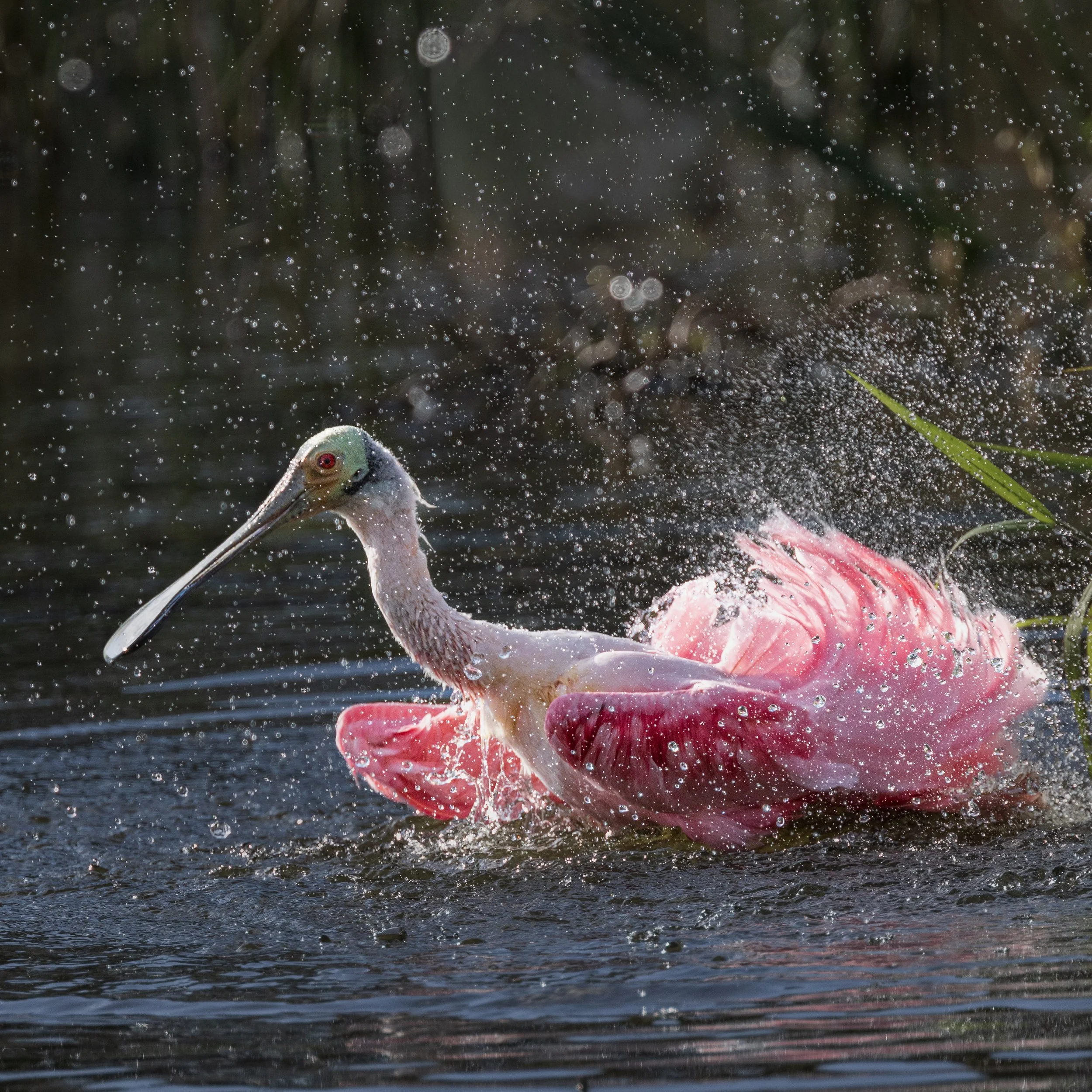 Roseate Spoonbill