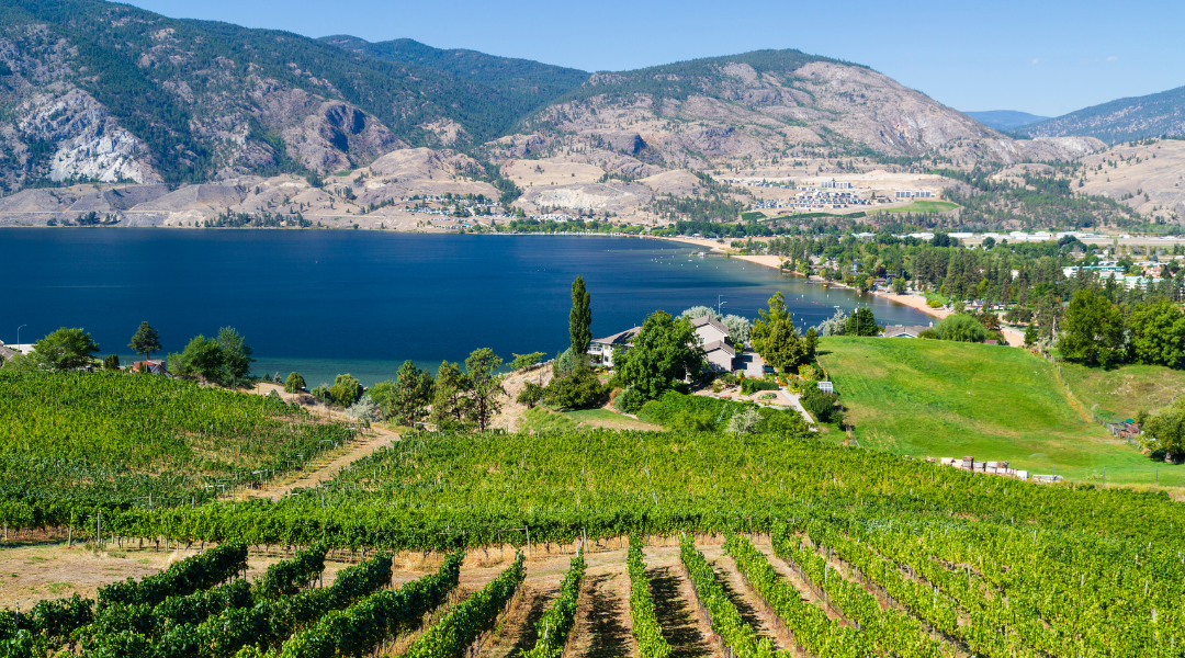 A scenic view of a vineyard leading to a lake with a mountain range in the background, under a clear blue sky.