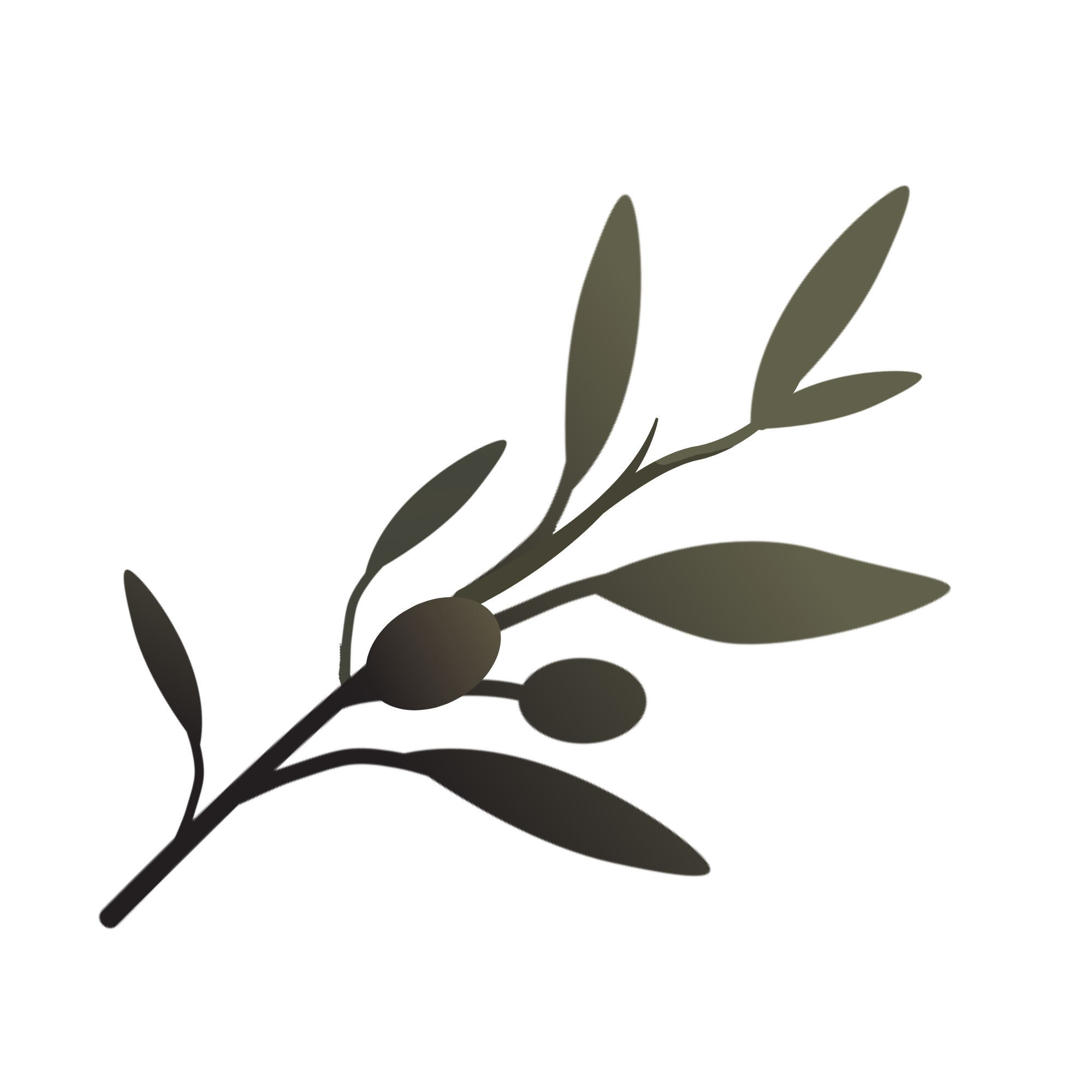 Olive branch representing a divorce process that supports long-term stability