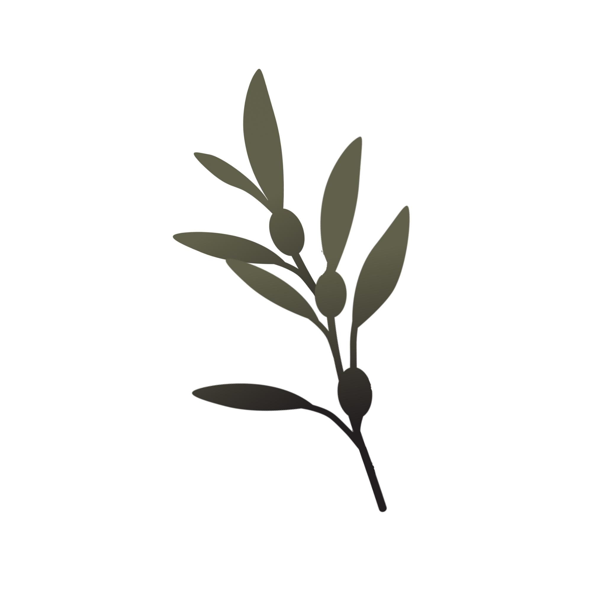 Olive branch representing the value that kids come first