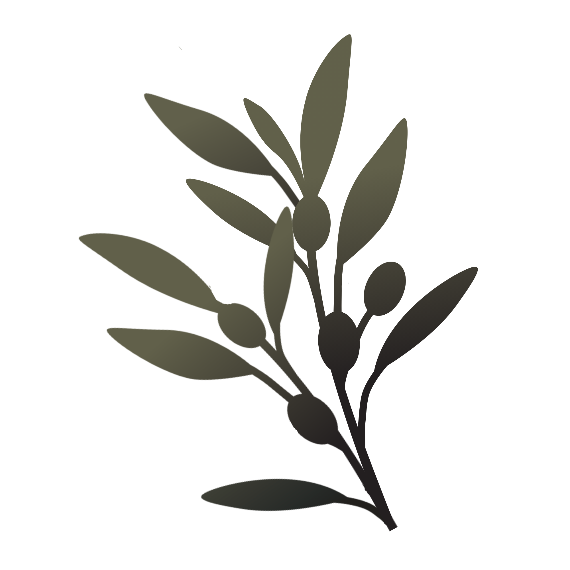 Olive branch symbolizing peace and transition