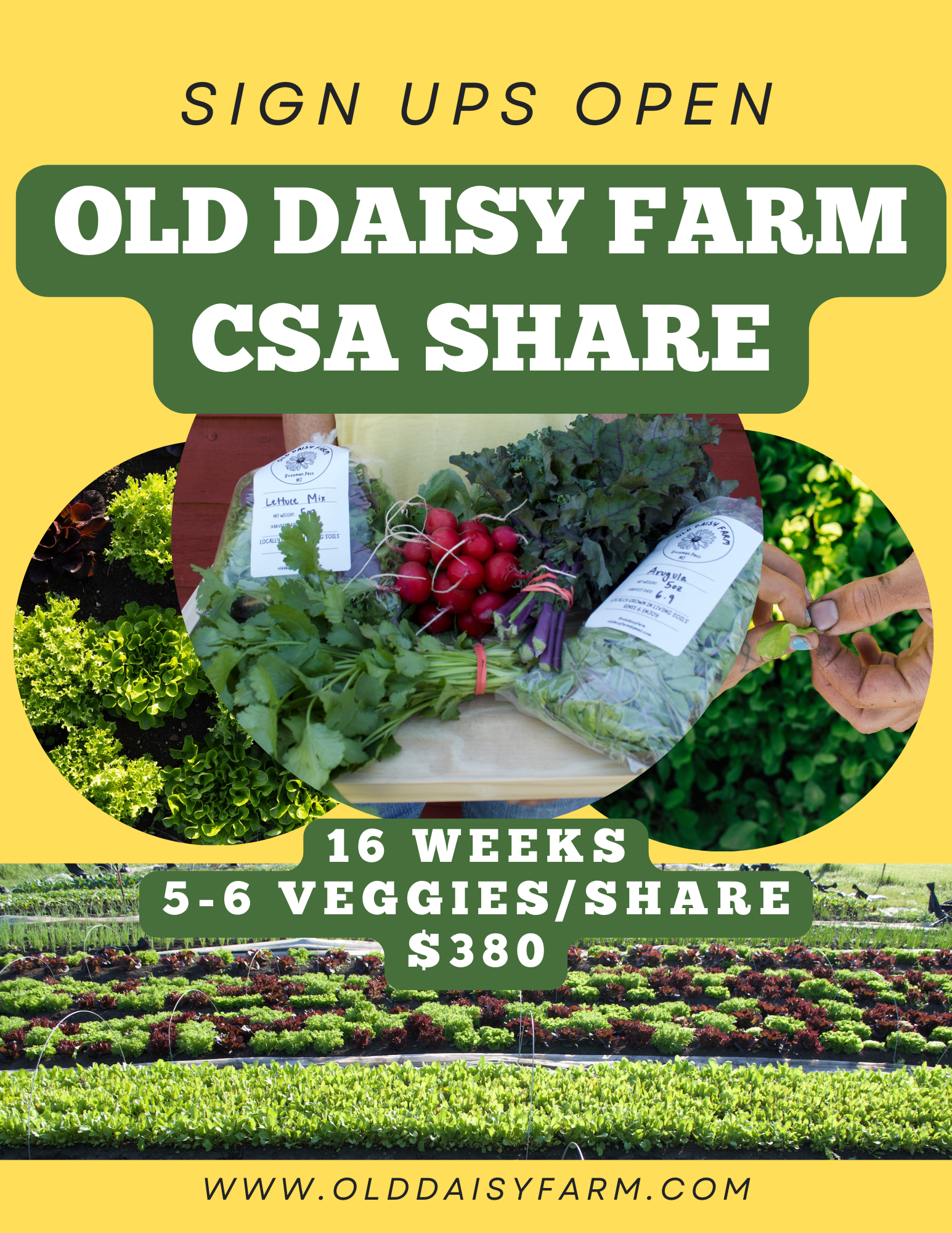 CSA Share