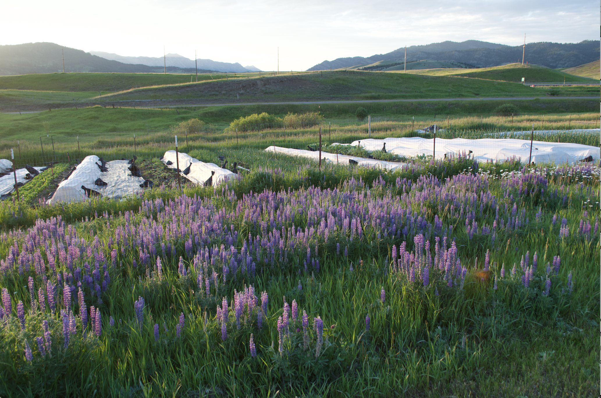 A lush farm landscape with purple wildflowers in the foreground, cultivated fields with plastic-covered crops and fencing in the middle ground, and rolling green hills and mountains in the background during sunset.