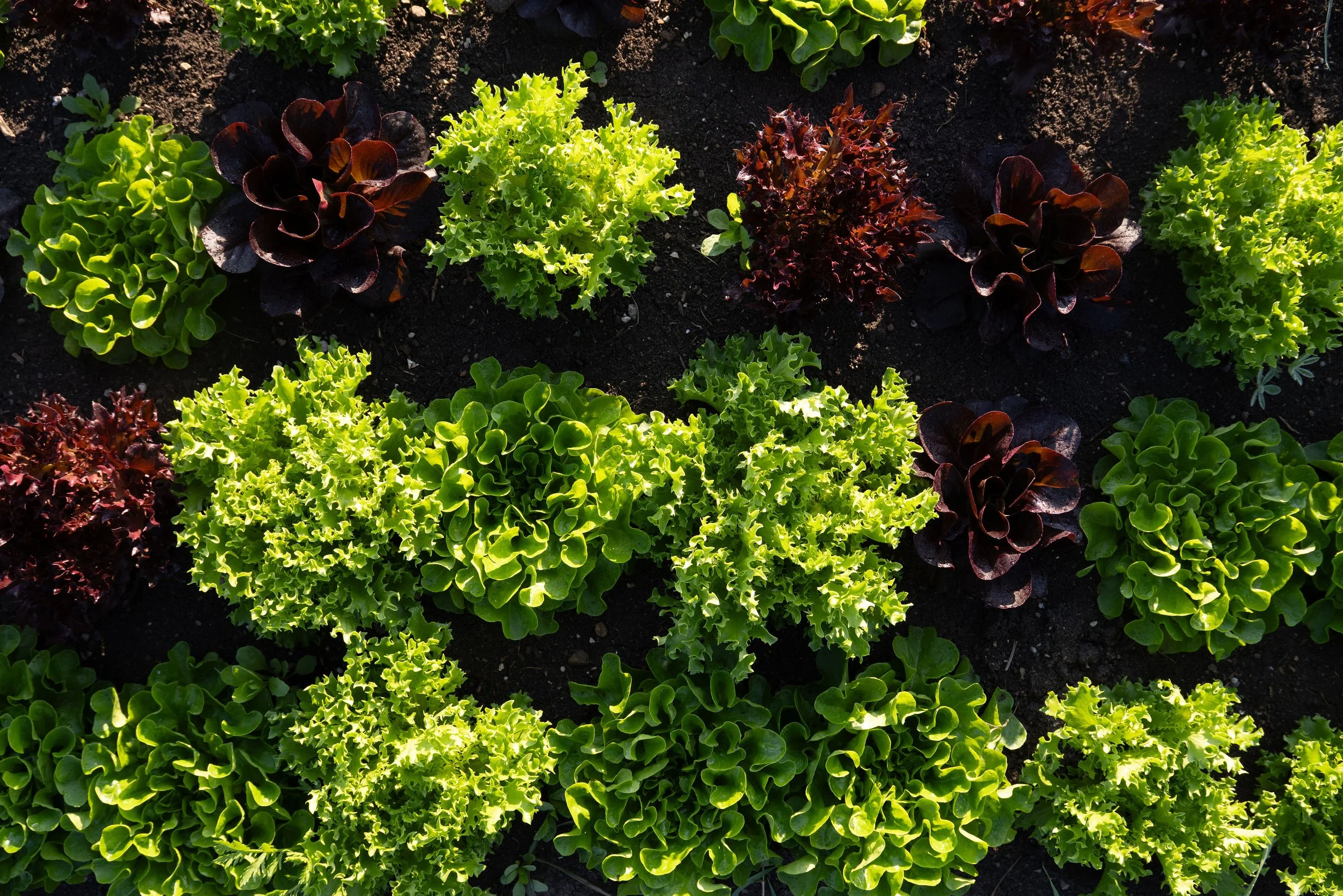 field grown salanova lettuce