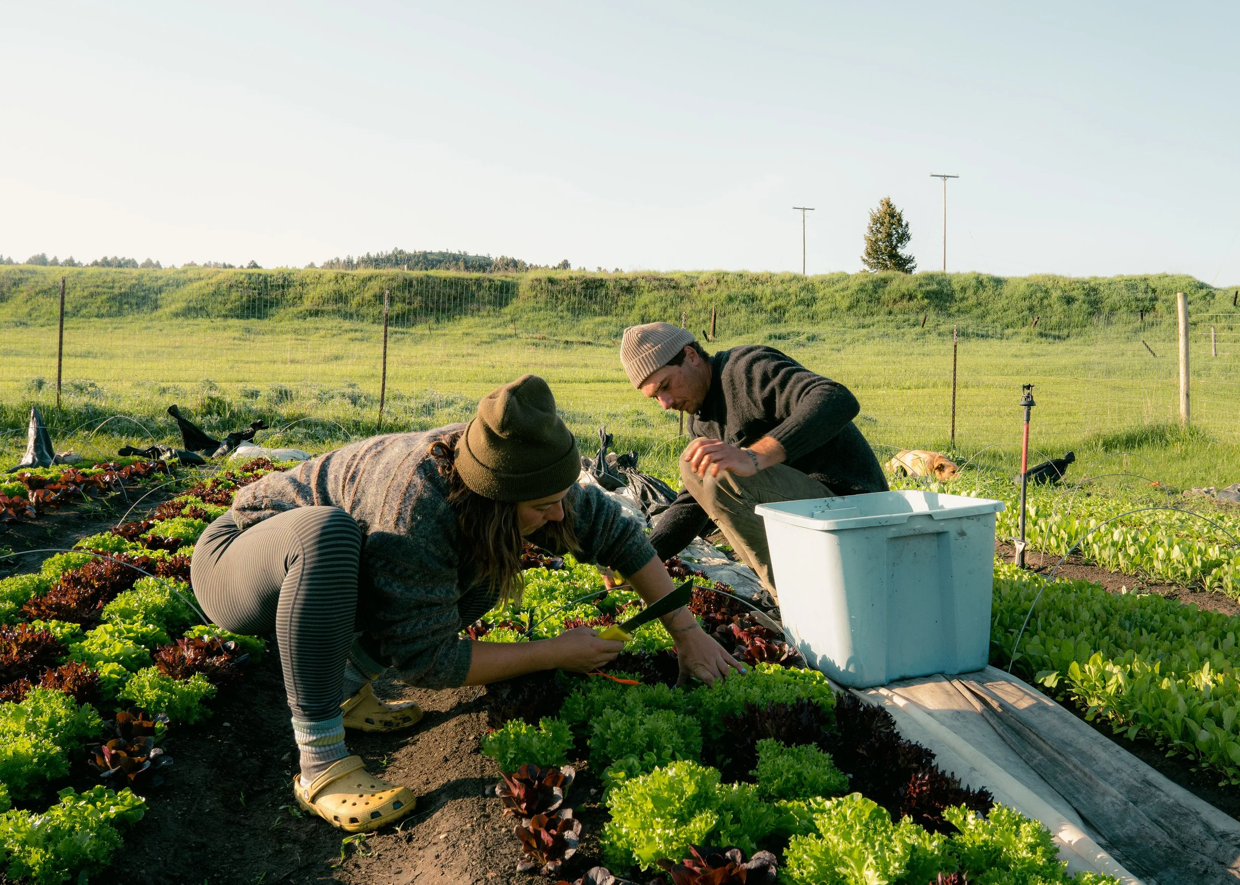 Two people working on a vegetable farm, harvesting lettuce during daytime in a rural setting
