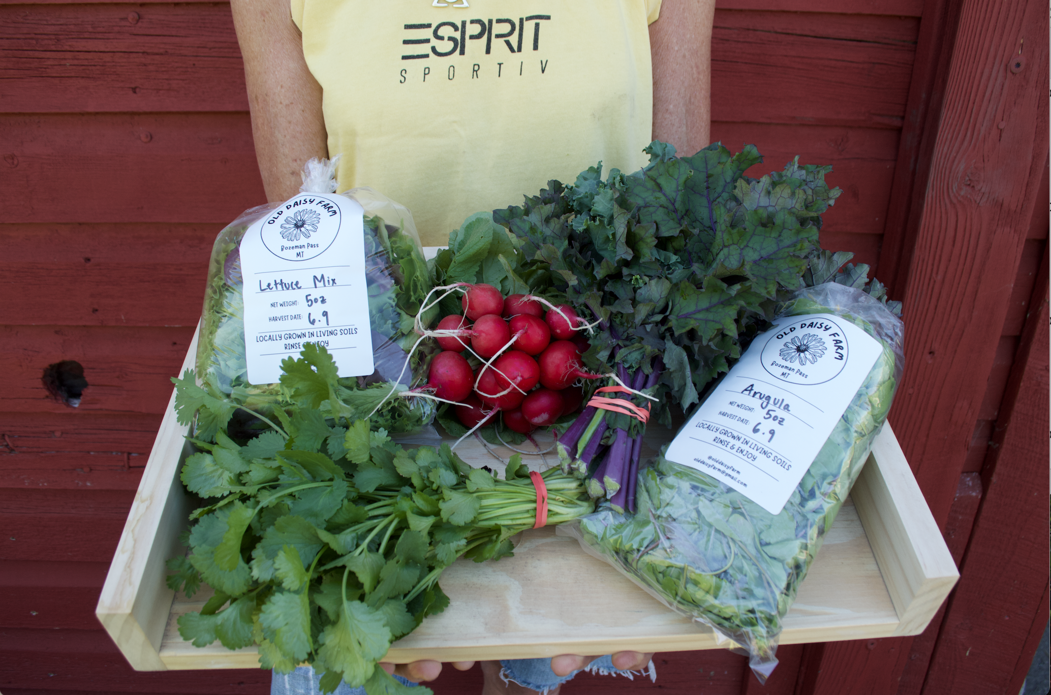Person holding a wooden tray with fresh vegetables, including a bunch of cilantro, radishes, and packaged lettuce and arugula, against a red wooden fence.