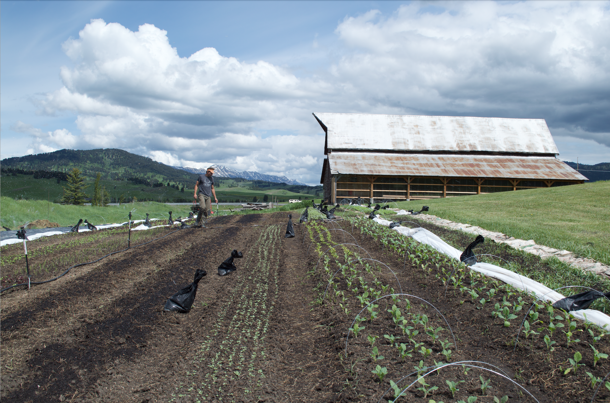 Farmer watering young plants in a cultivated field on a farm with hills and a barn in the background under a cloudy sky.