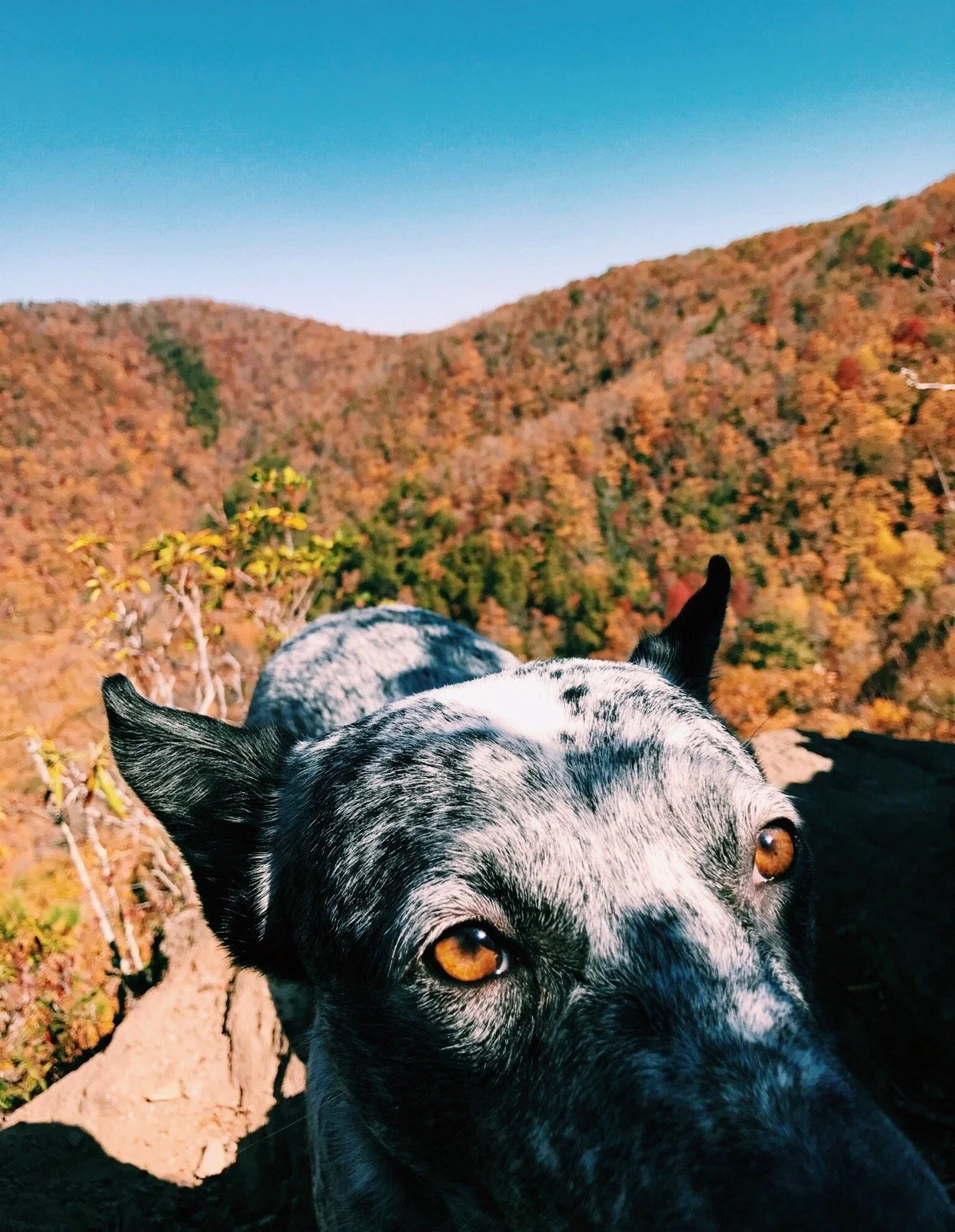 Close-up of a black and white speckled dog with amber eyes, standing outdoors on a rocky path in a mountainous area with fall foliage, under a clear blue sky.