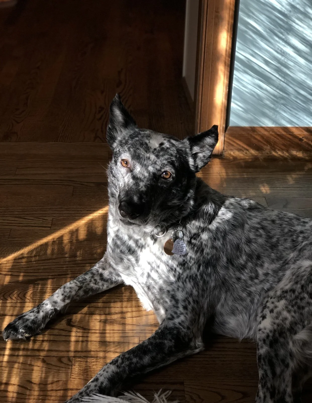 A black and white speckled dog lying on wooden floor in sunlight near a doorway.