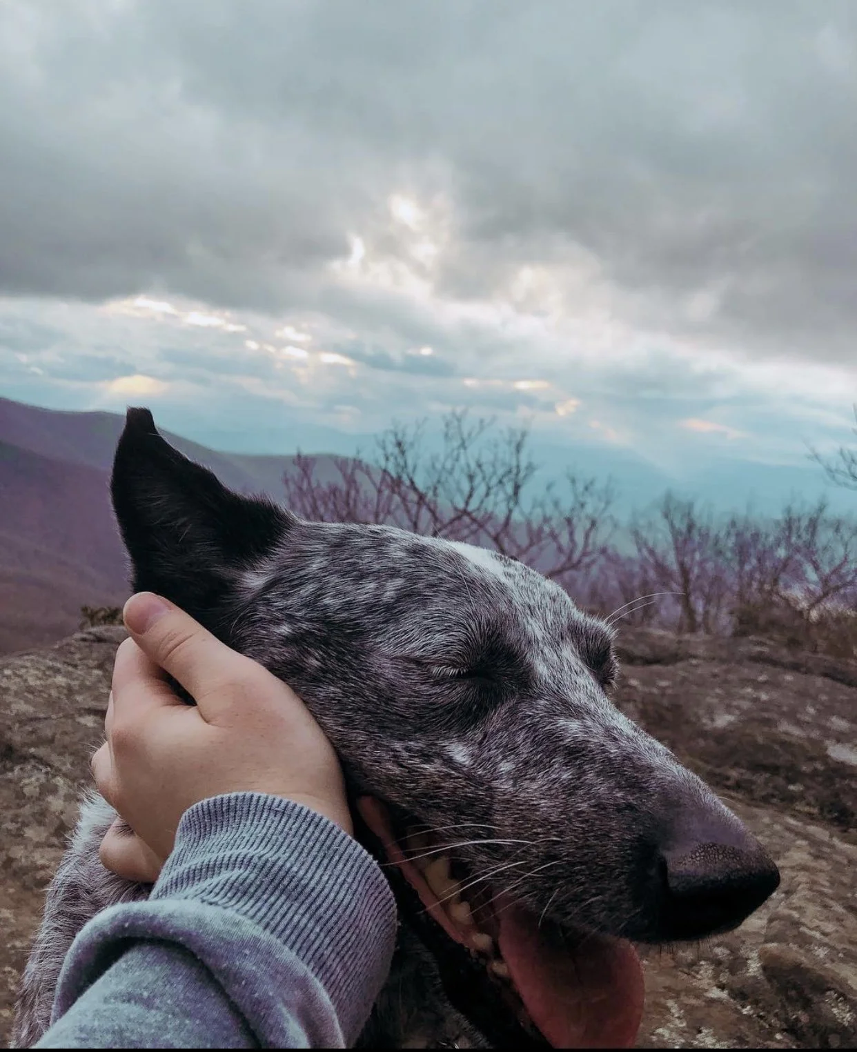 Person holding a dog with closed eyes outdoors on a rocky terrain, with mountains, leafless trees, and a cloudy sky in the background.